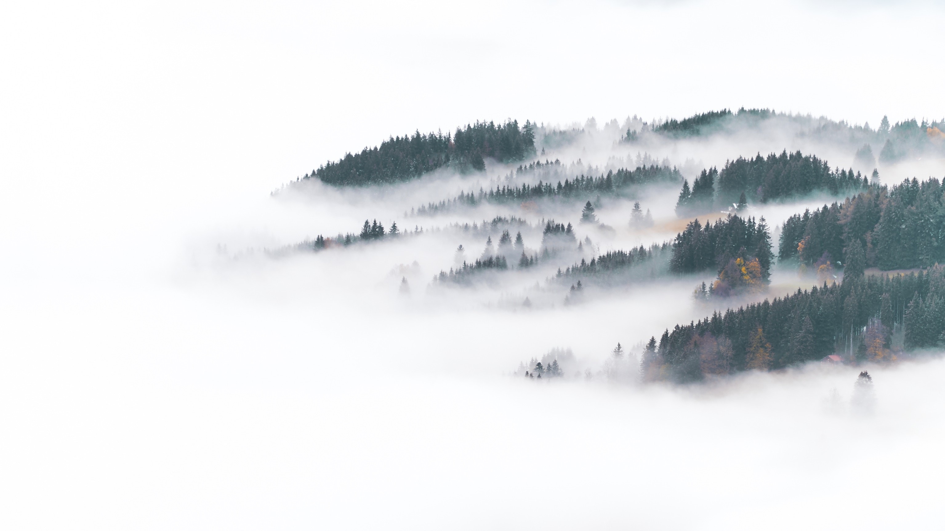 winter, forest, landscape, nature, mist, HD Wallpaper