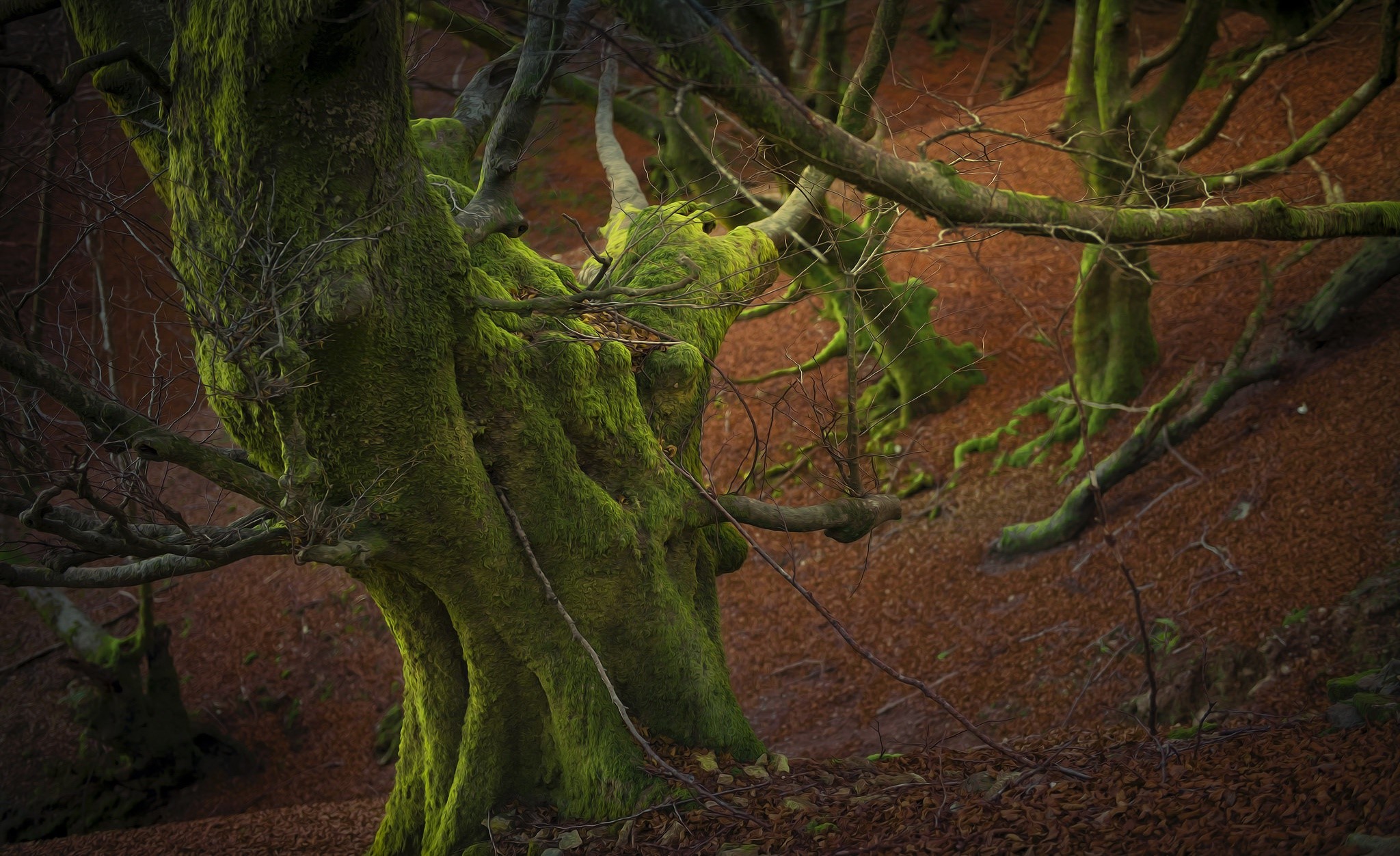 trees, nature, plants, outdoors, moss, HD Wallpaper