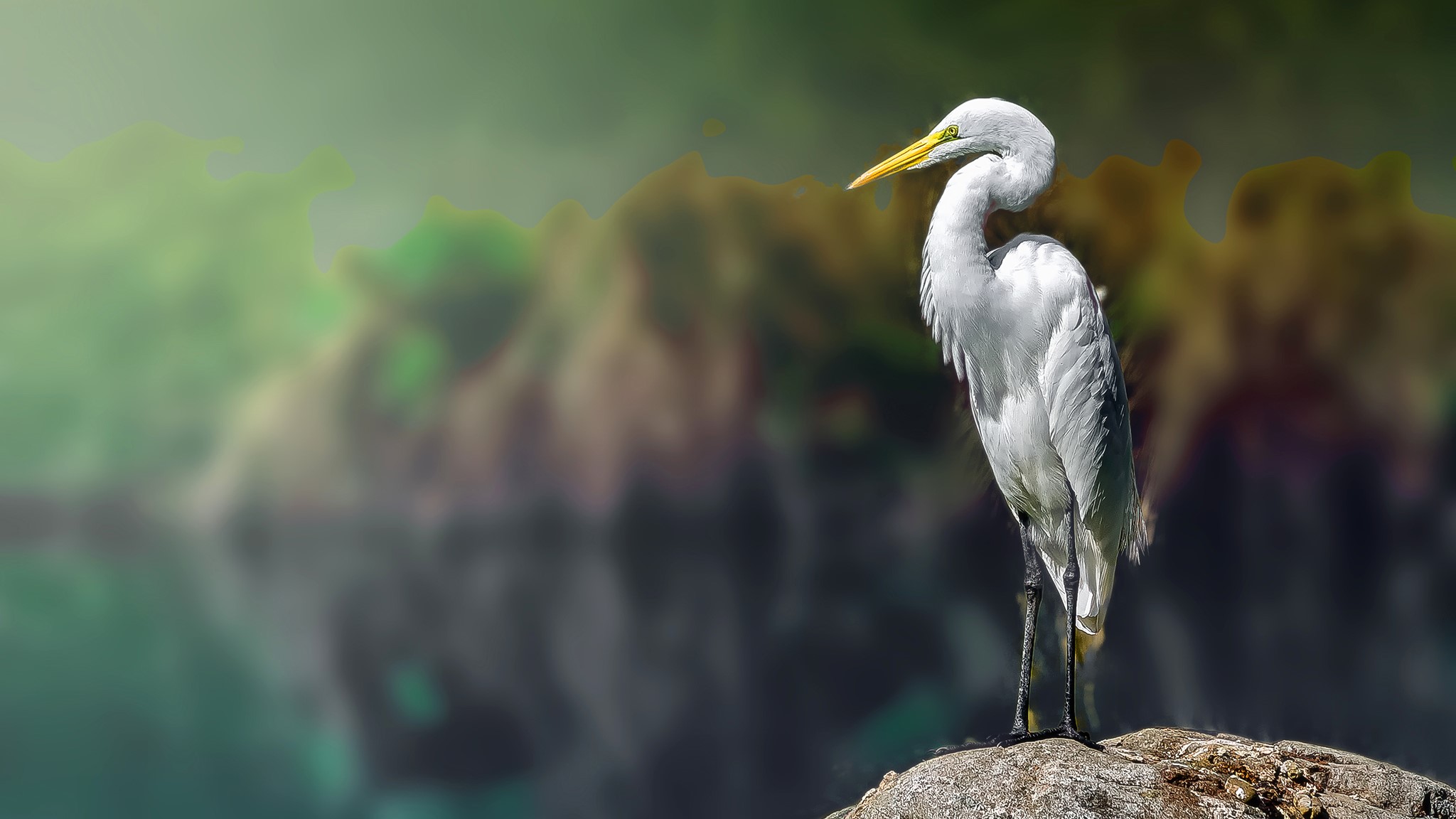egret, white, herons, animals, blurred, birds, HD Wallpaper
