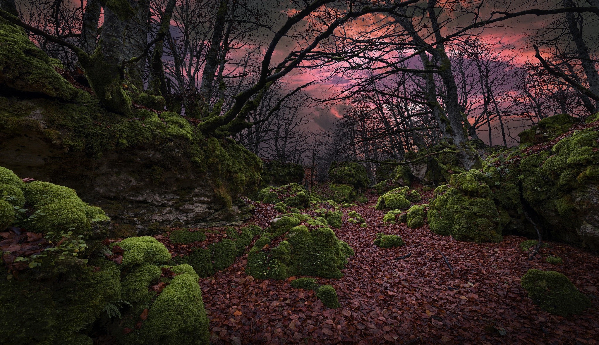 nature, dark, trees, plants, HD Wallpaper