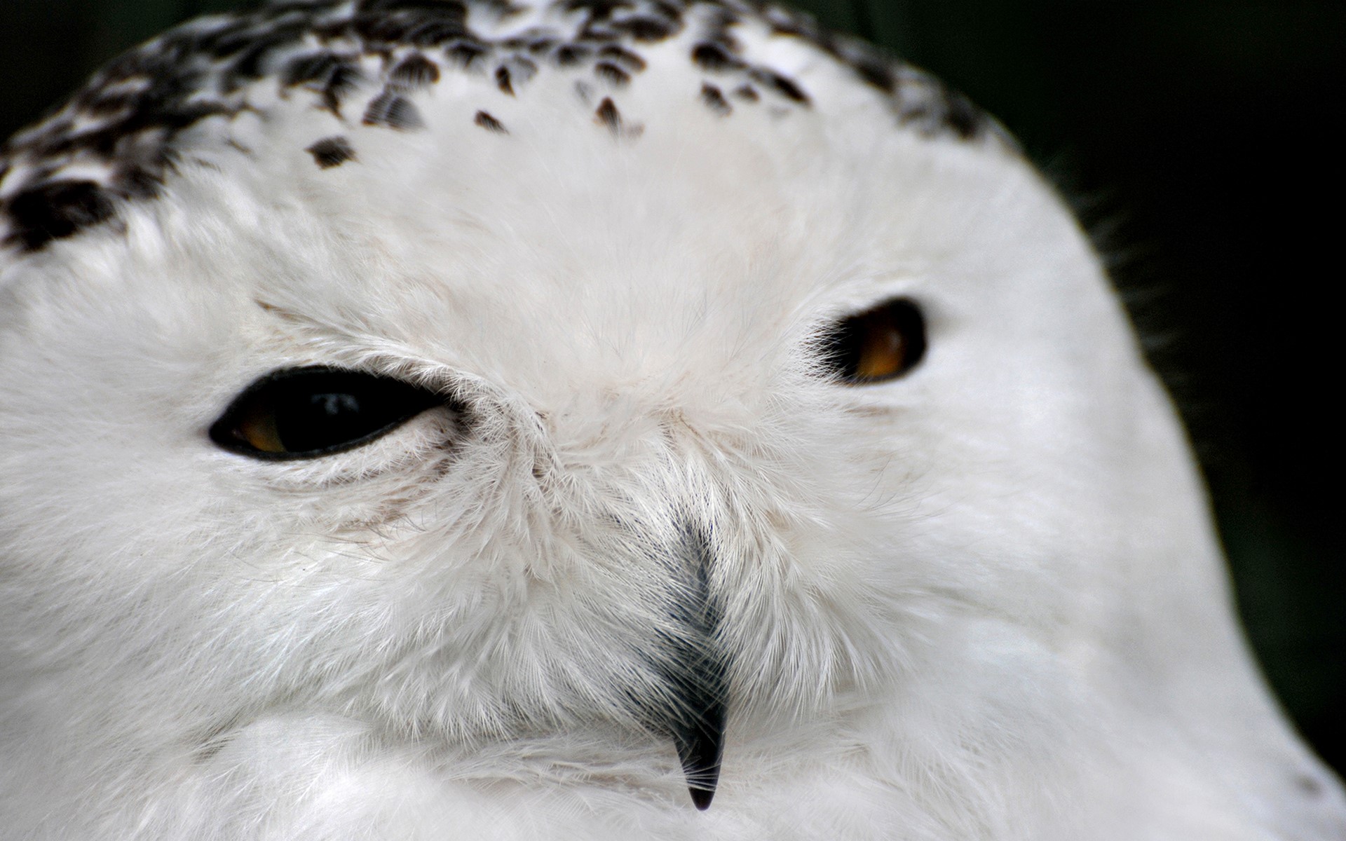 animals, wildlife, owl, closeup, white, HD Wallpaper
