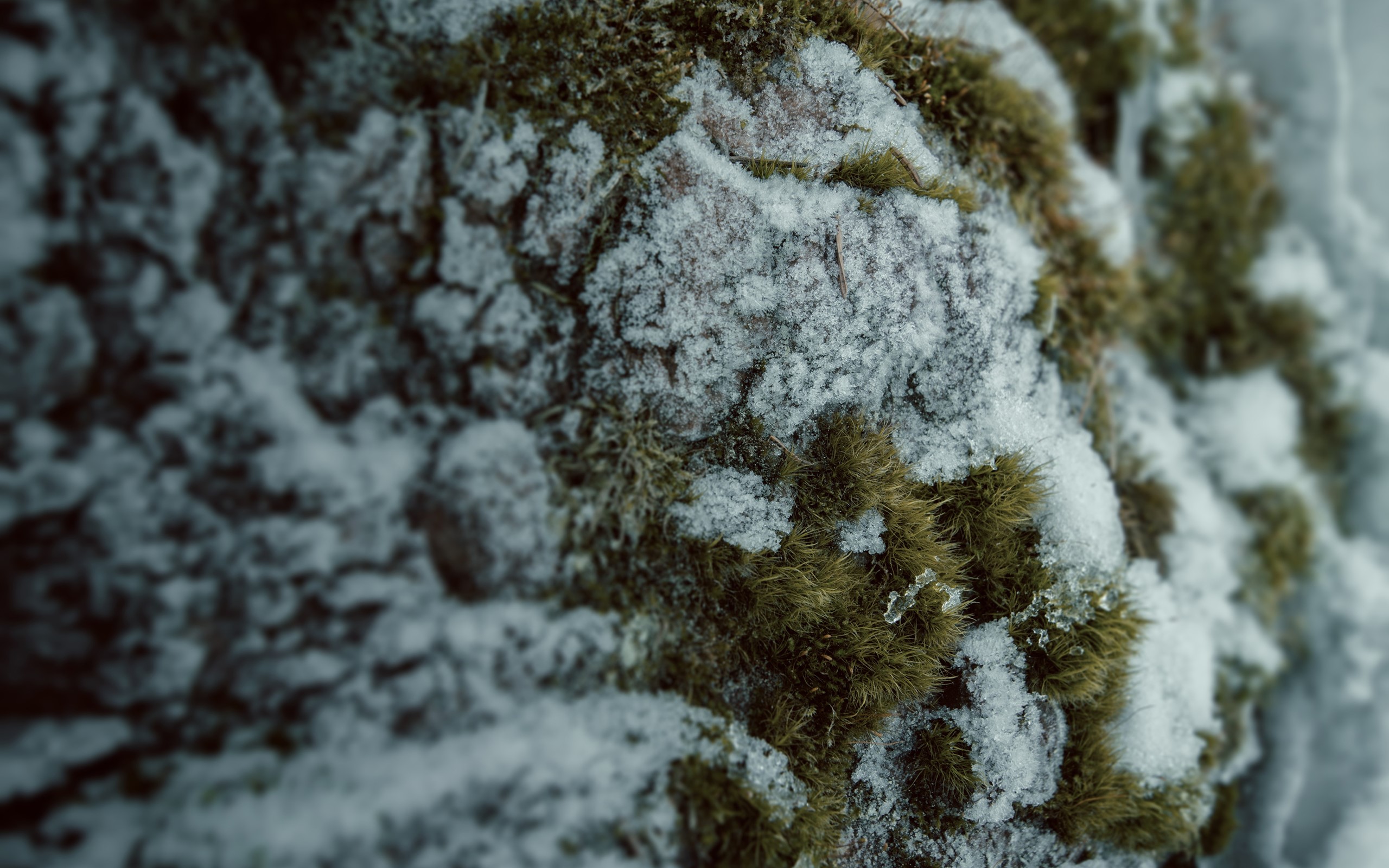 macro, moss, snow, nature, winter, HD Wallpaper