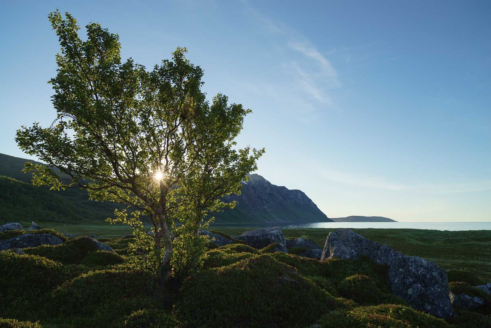 landscape, birch, moss, sunlight, sky, horizon, trees, coast, HD Wallpaper