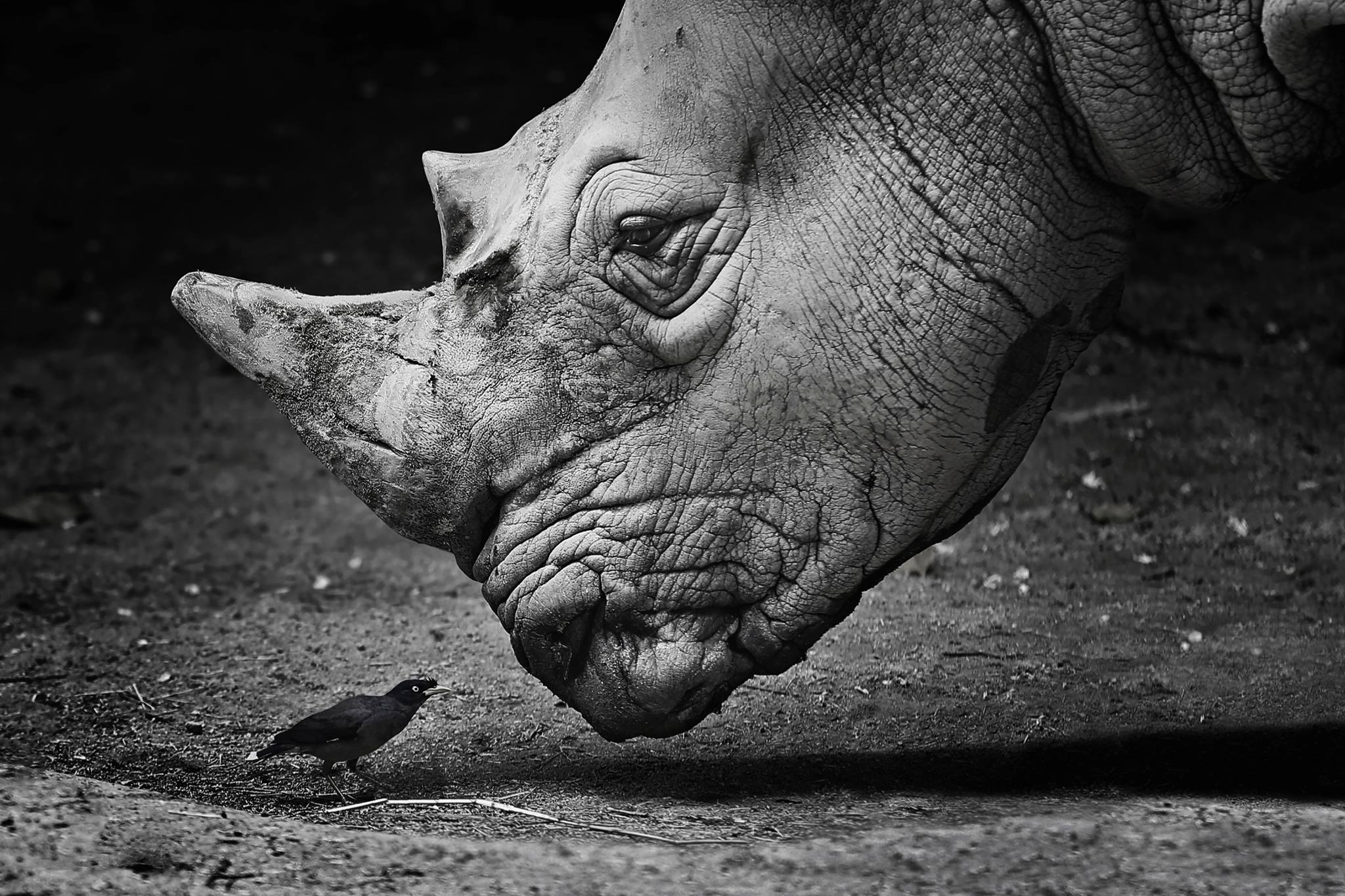 Georgy Chernyadyev, monochrome, animals, birds, rhino, HD Wallpaper