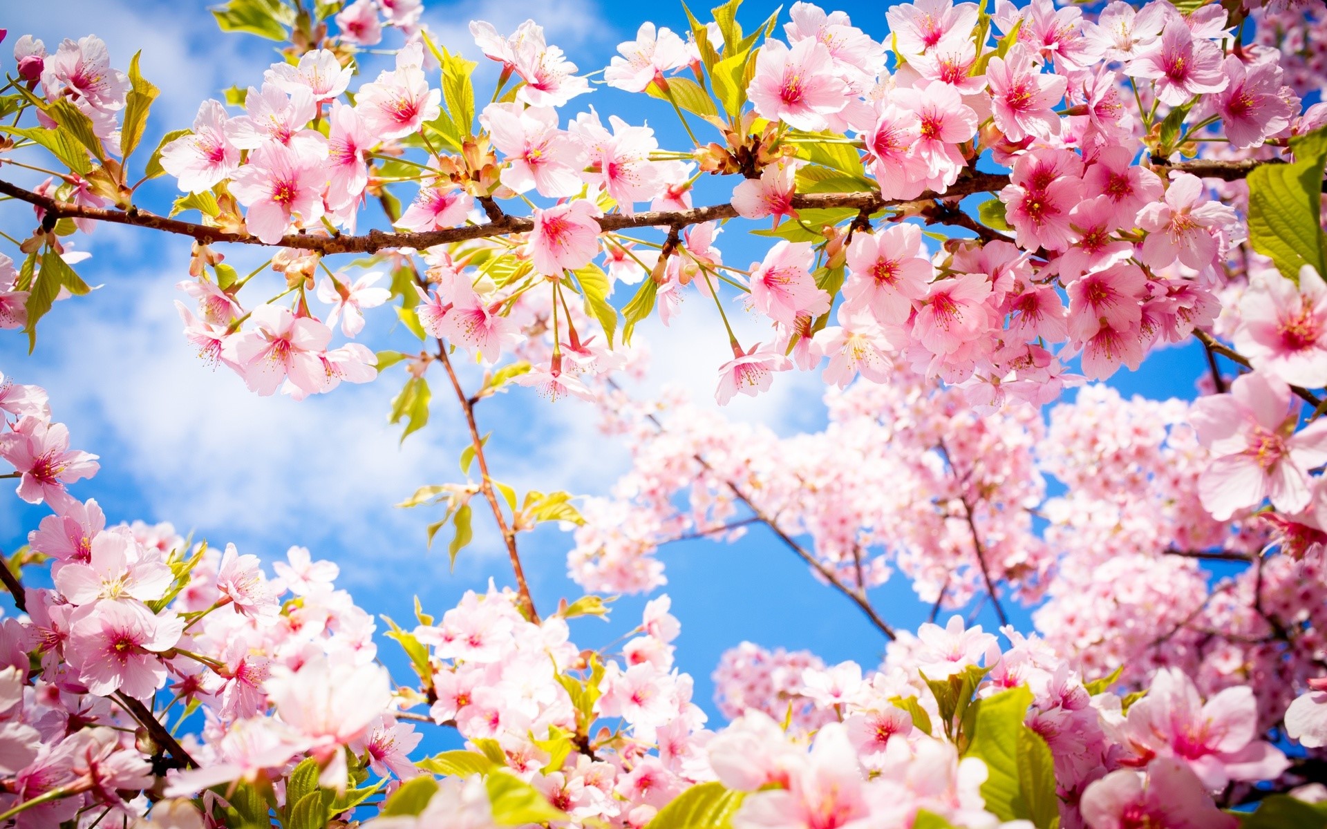cherry blossom, sky, plants, twigs, vibrant, pink, HD Wallpaper