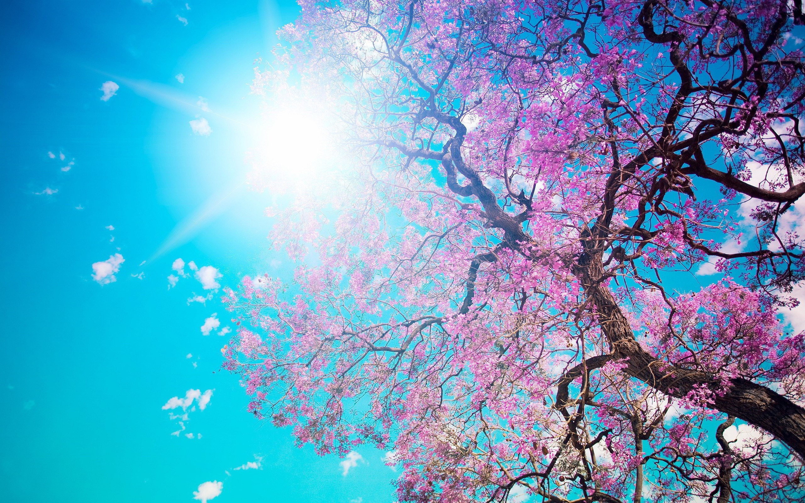 cherry blossom, sky, trees, purple, plants, HD Wallpaper