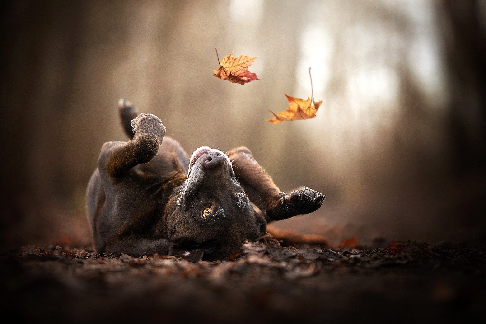 dog, outdoors, leaves, animals, HD Wallpaper