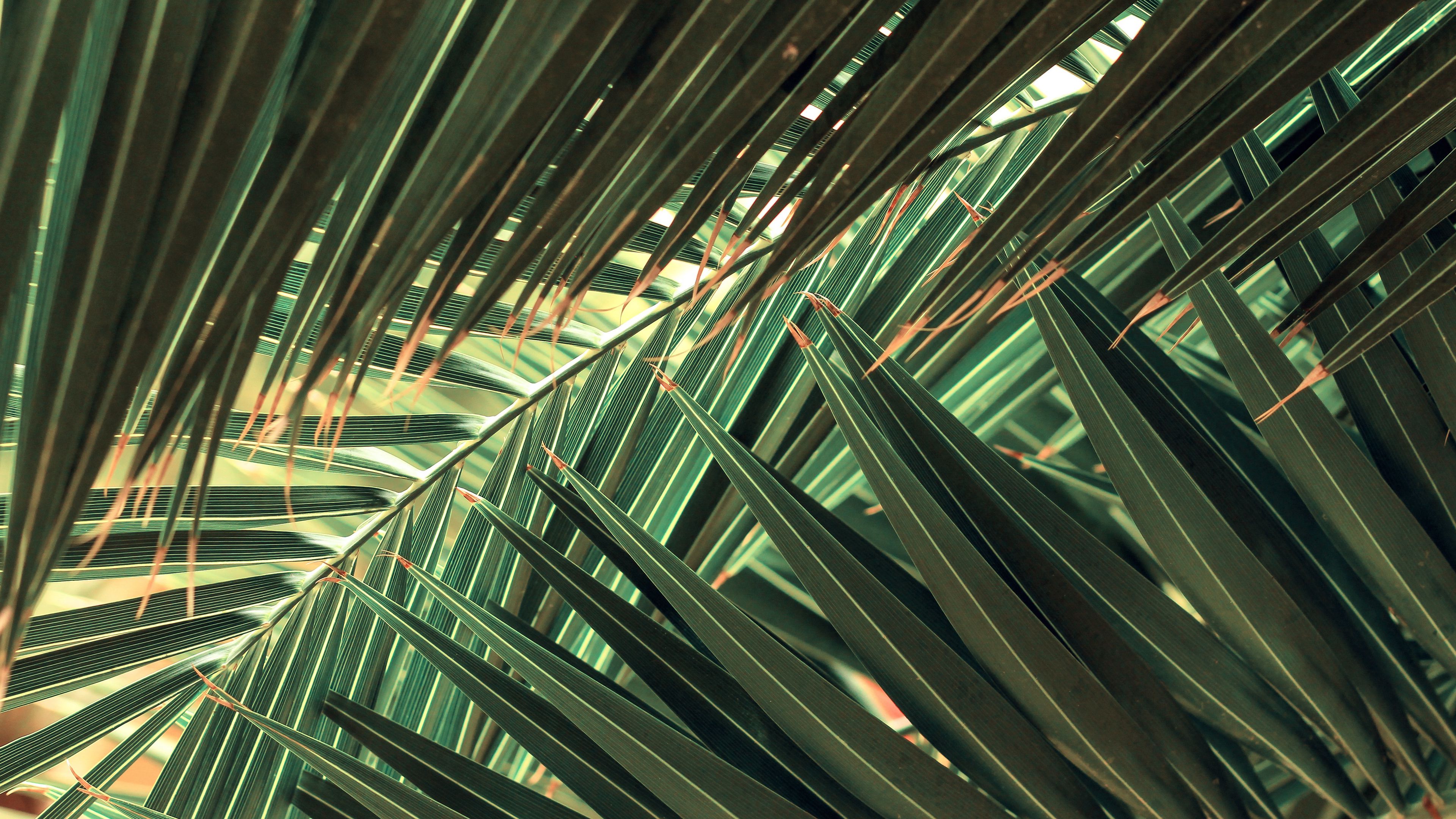 leaves, palm, green, tropics, carved, 4k, HD Wallpaper