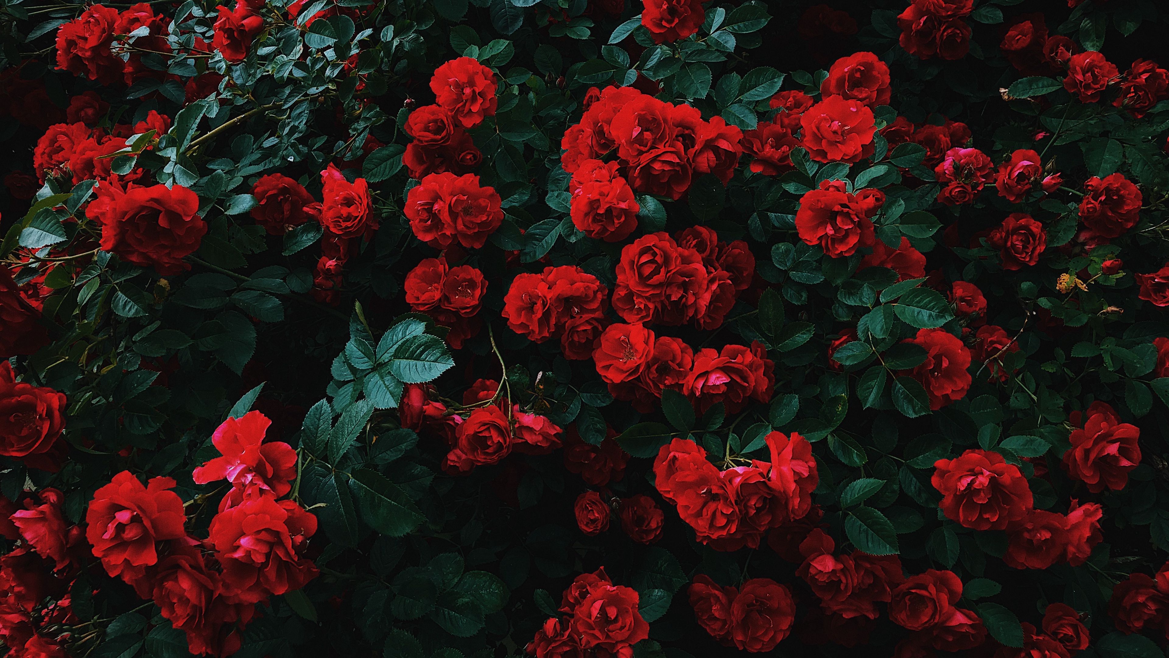 roses, bush, bloom, garden, red, contrast, 4k, HD Wallpaper