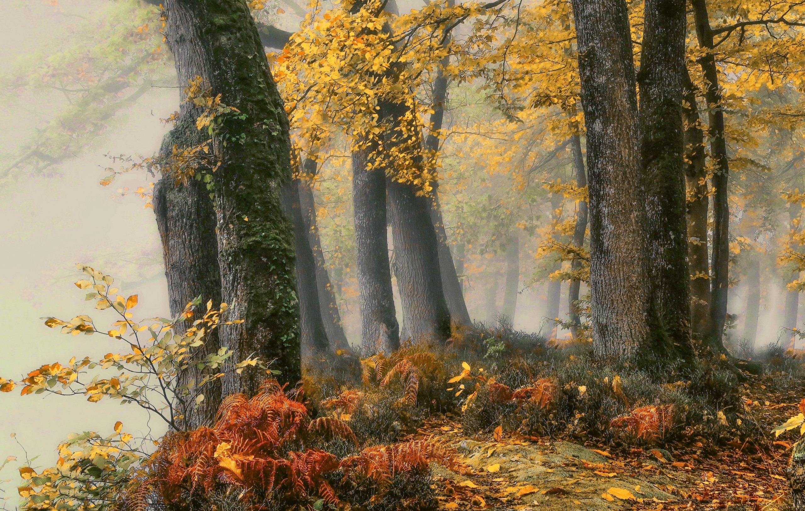 fall, trees, forest, nature, plants, HD Wallpaper