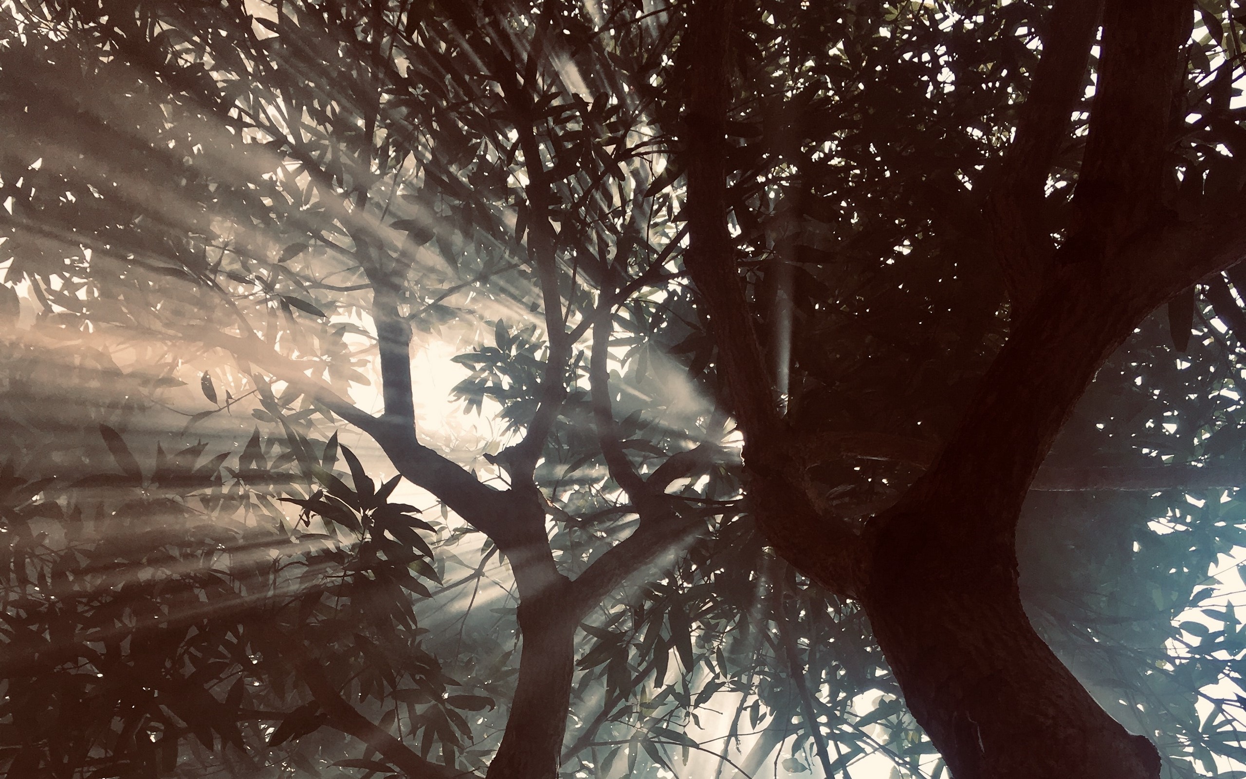 landscape, nature, trees, sun rays, HD Wallpaper