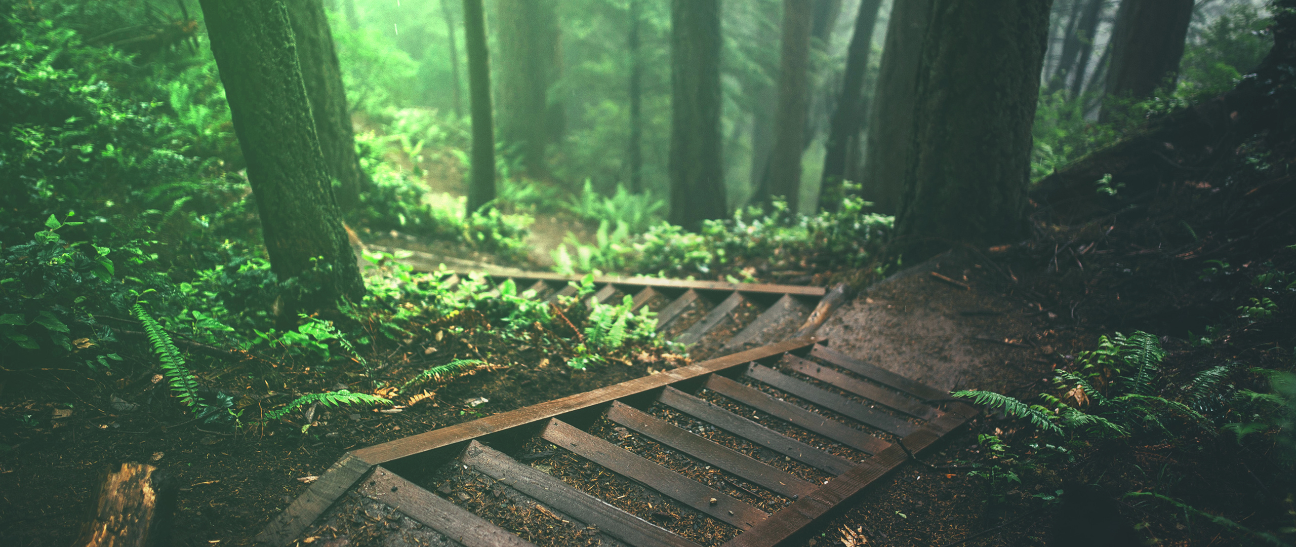 nature, forest, trees, plants, stairs, HD Wallpaper
