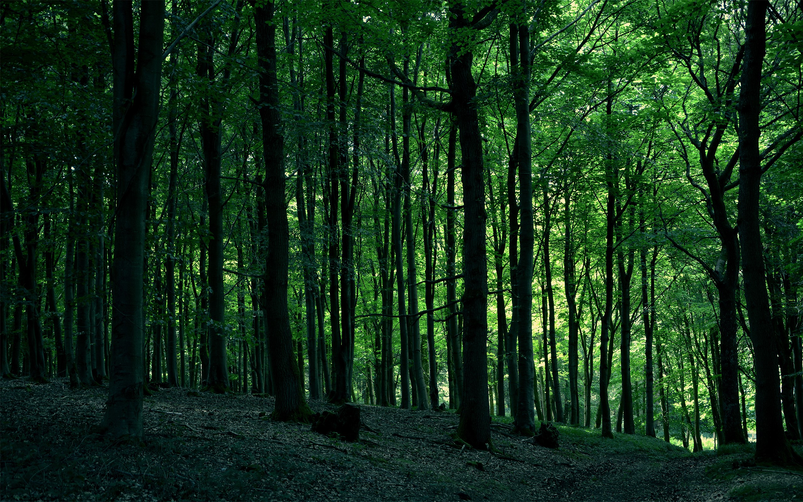 nature, forest, green, trees, HD Wallpaper