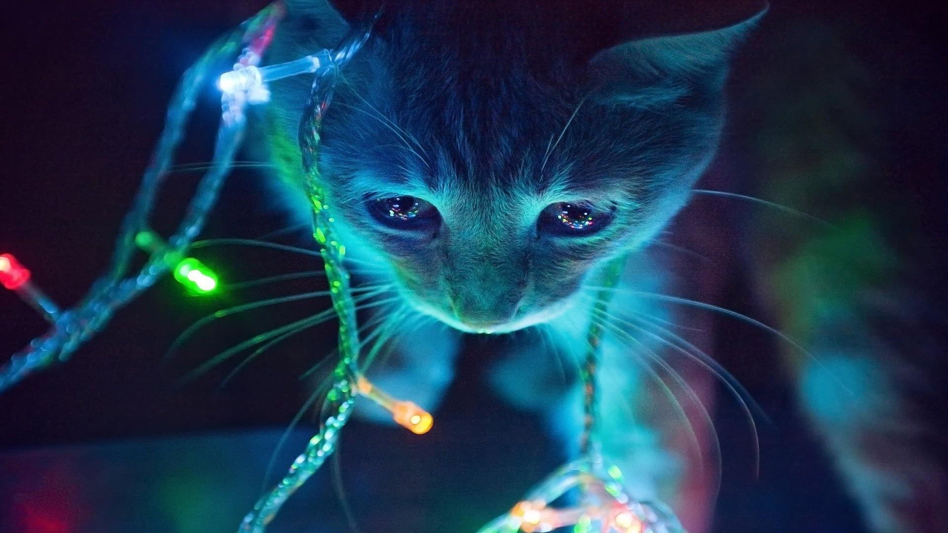 cats, Christmas, lights, cyan, christmas lights, HD Wallpaper