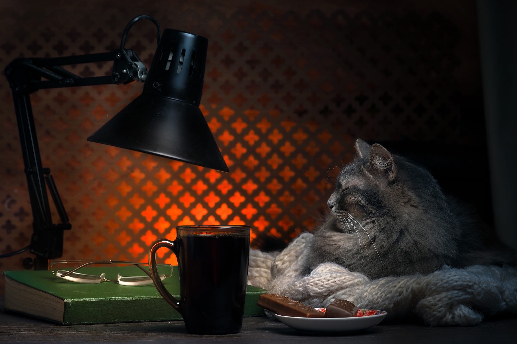 cats, lamp, animals, HD Wallpaper