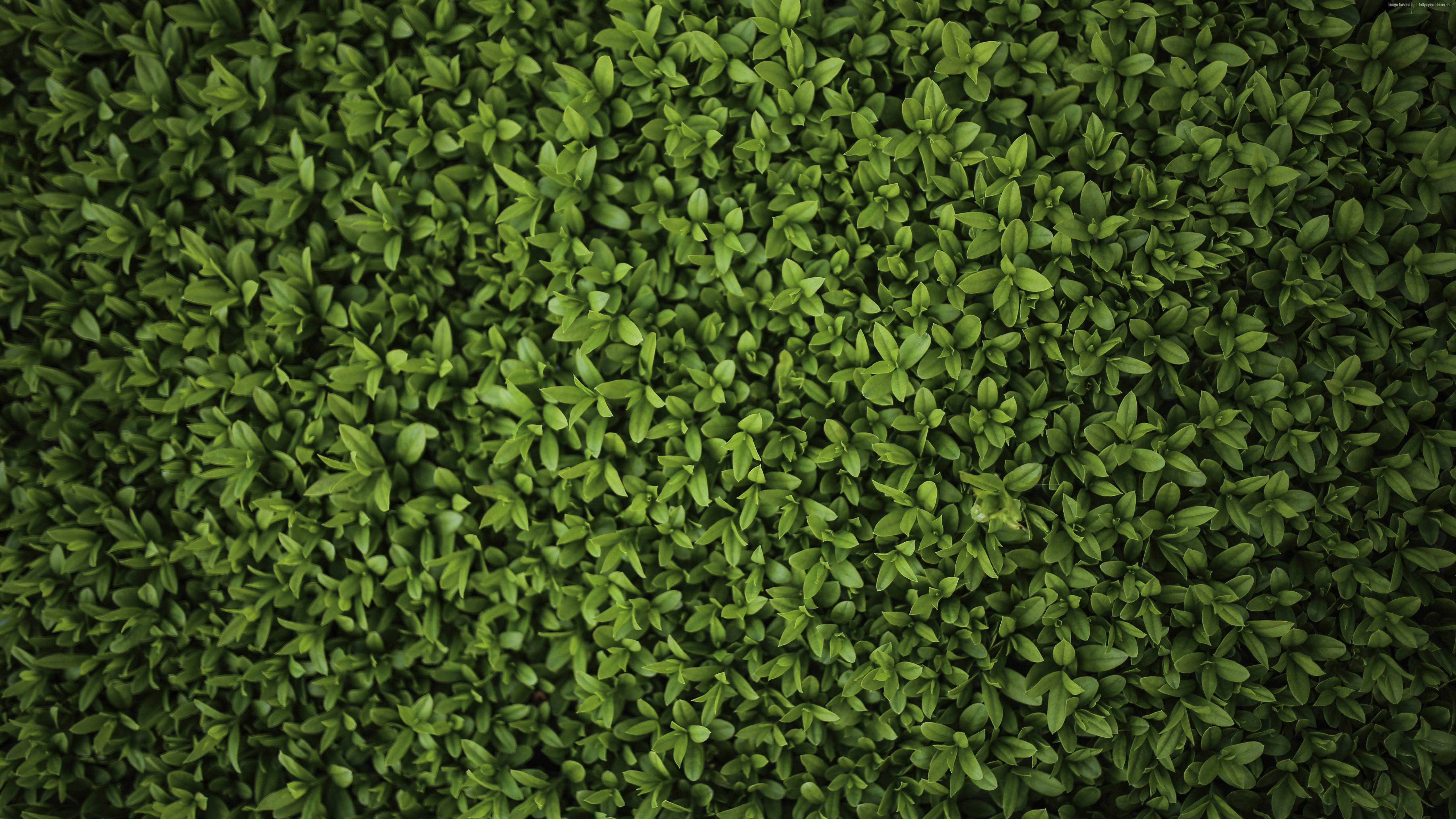 nature, leaves, green, plants, HD Wallpaper