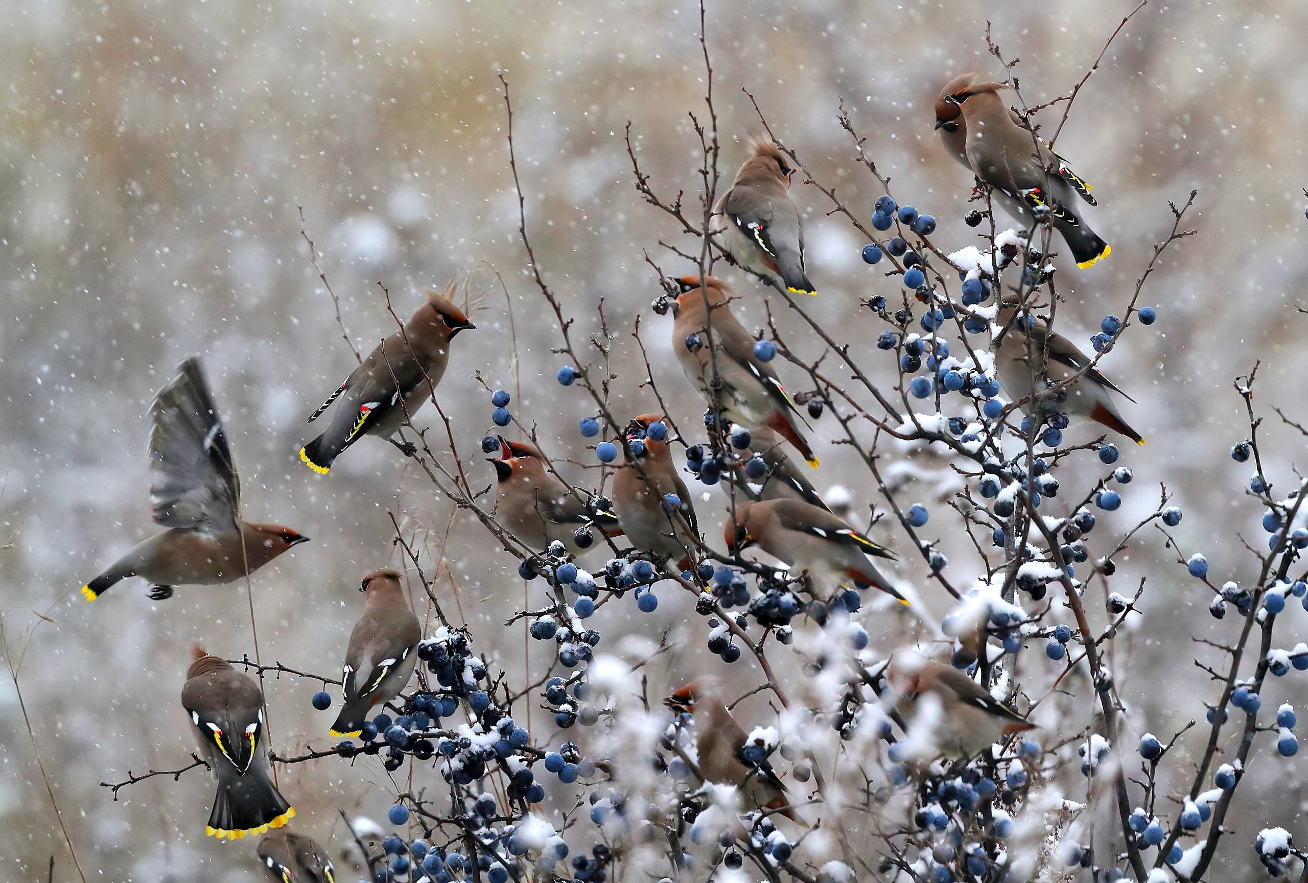 waxwings, berries, snow, birds, HD Wallpaper