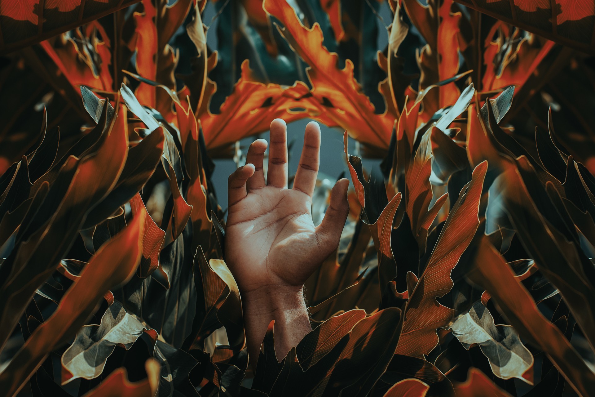 leaves, photography, hands, plants, HD Wallpaper