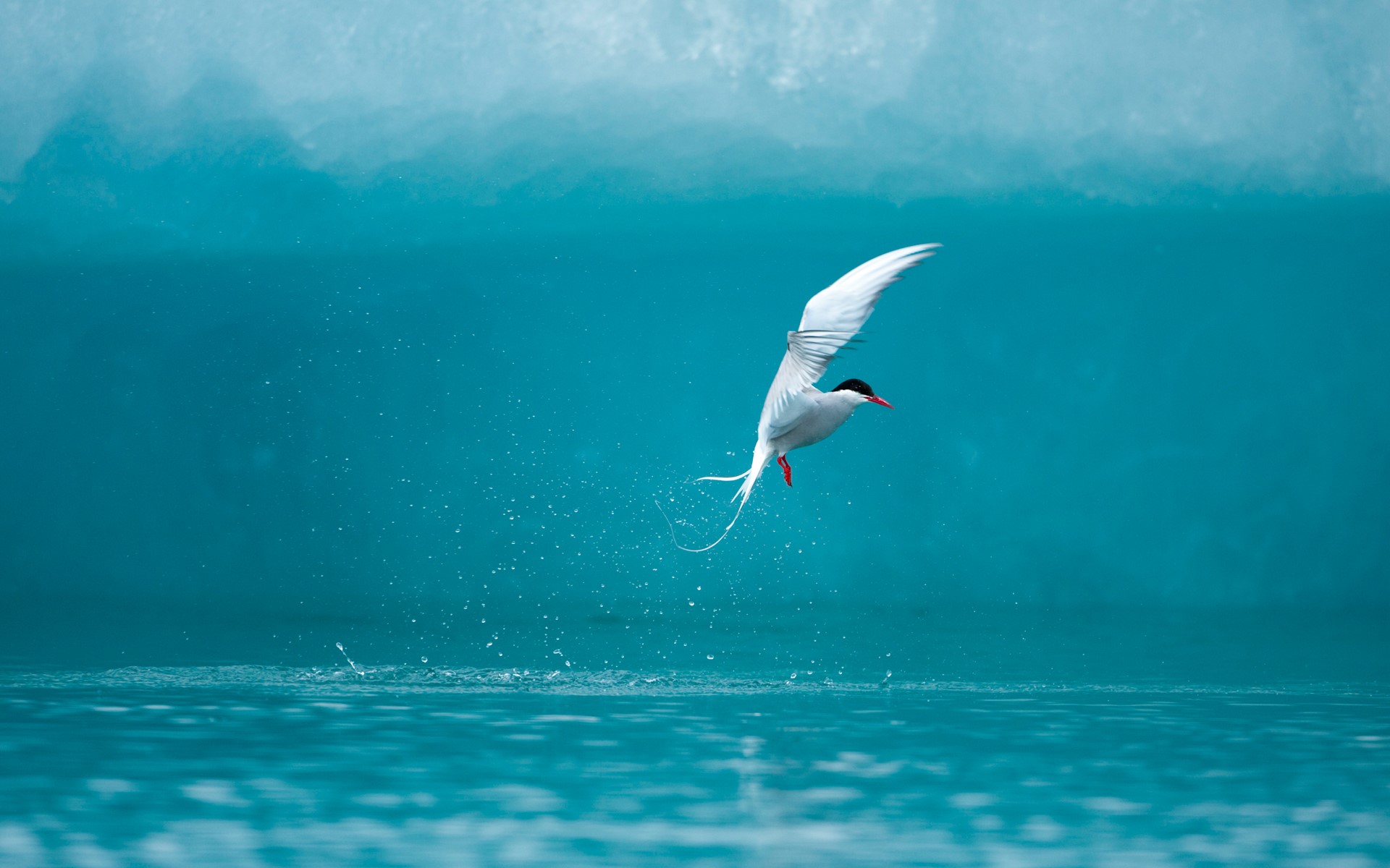 Arctic, birds, animals, water, nature, HD Wallpaper