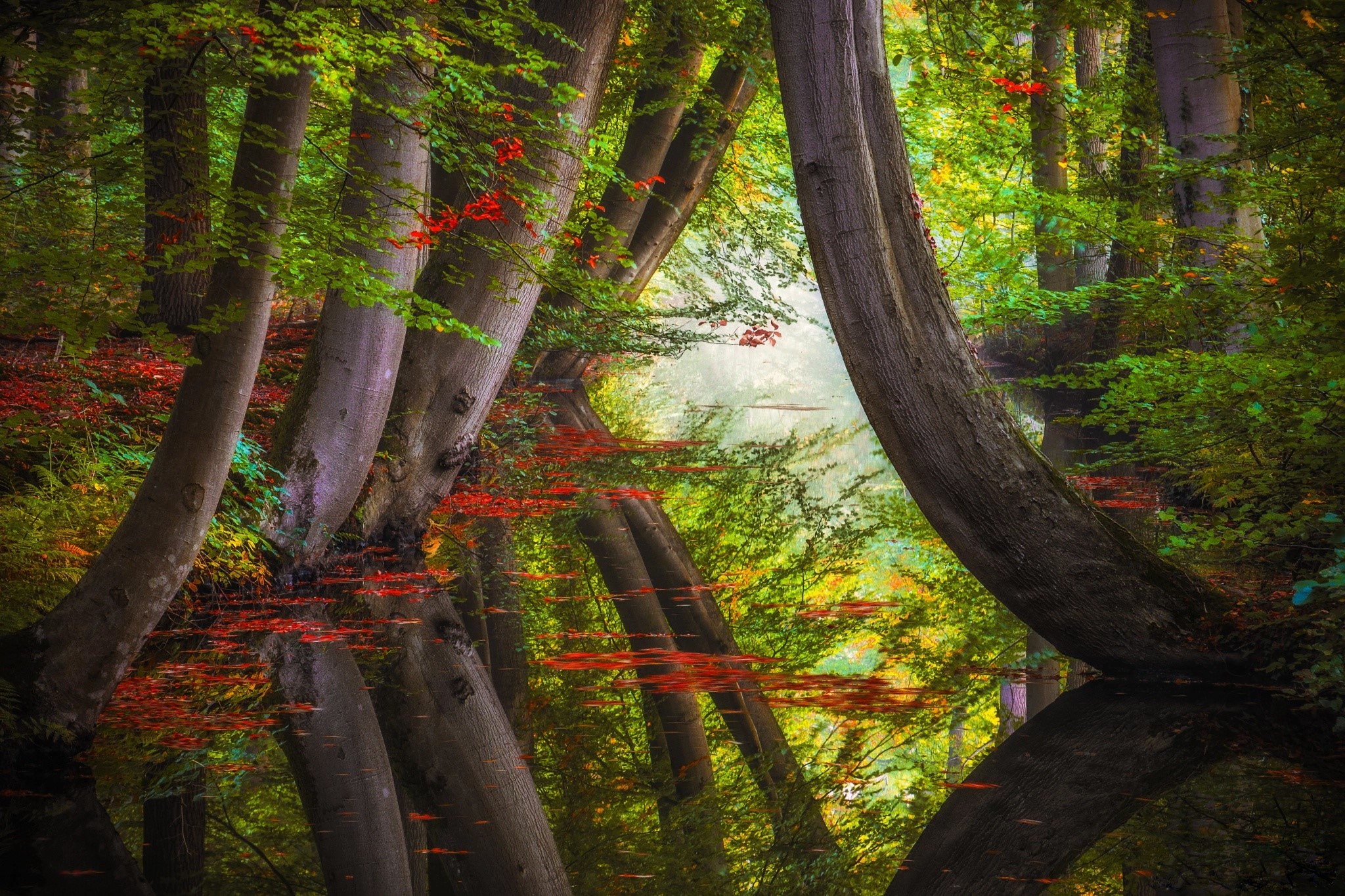 nature, trees, landscape, summer, plants, reflection, river, calm waters, HD Wallpaper