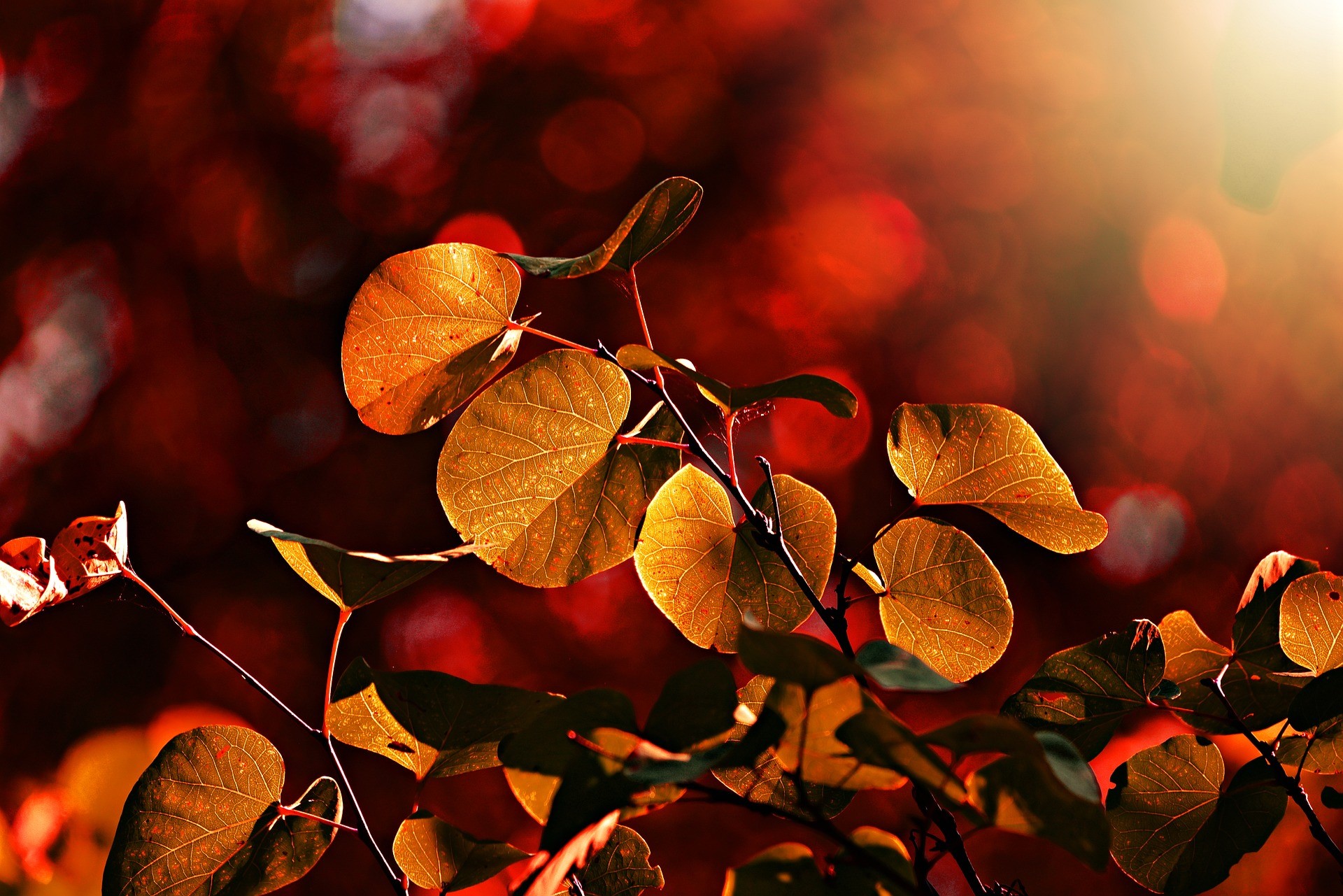 nature, leaves, colorful, HD Wallpaper
