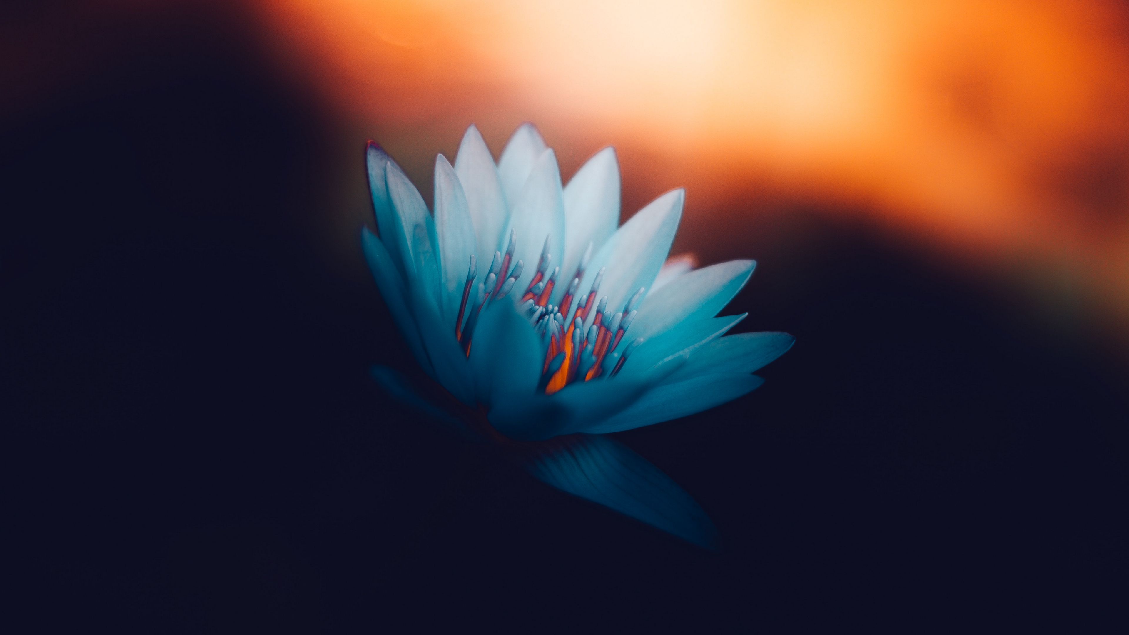 lotus, petals, bloom, light, 4k, HD Wallpaper