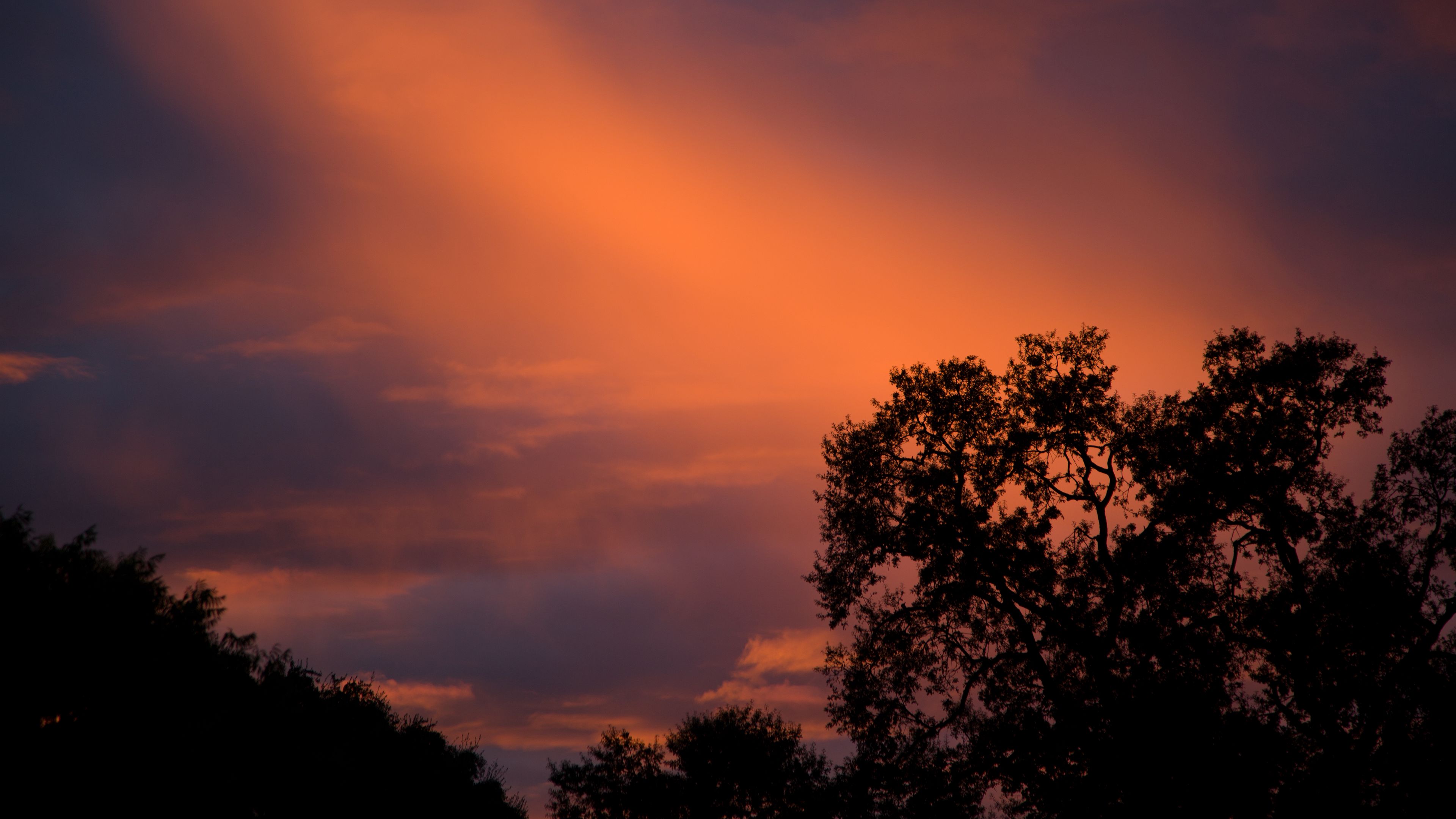 trees, sunset, sky, clouds, outlines, branches, 4k, HD Wallpaper