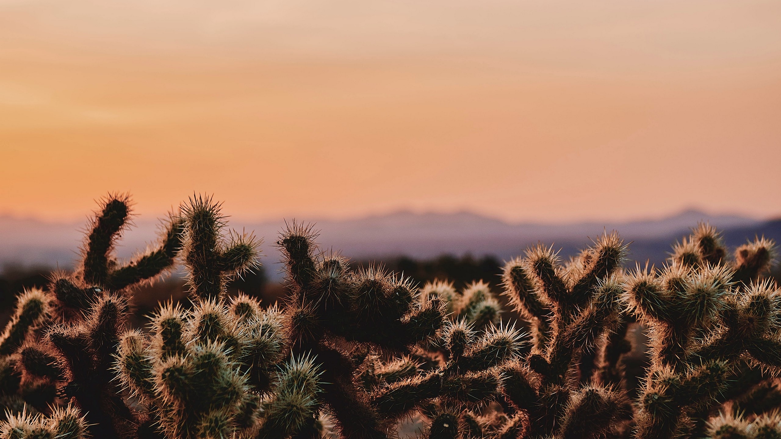 cactus, desert, California, wilderness, HD Wallpaper
