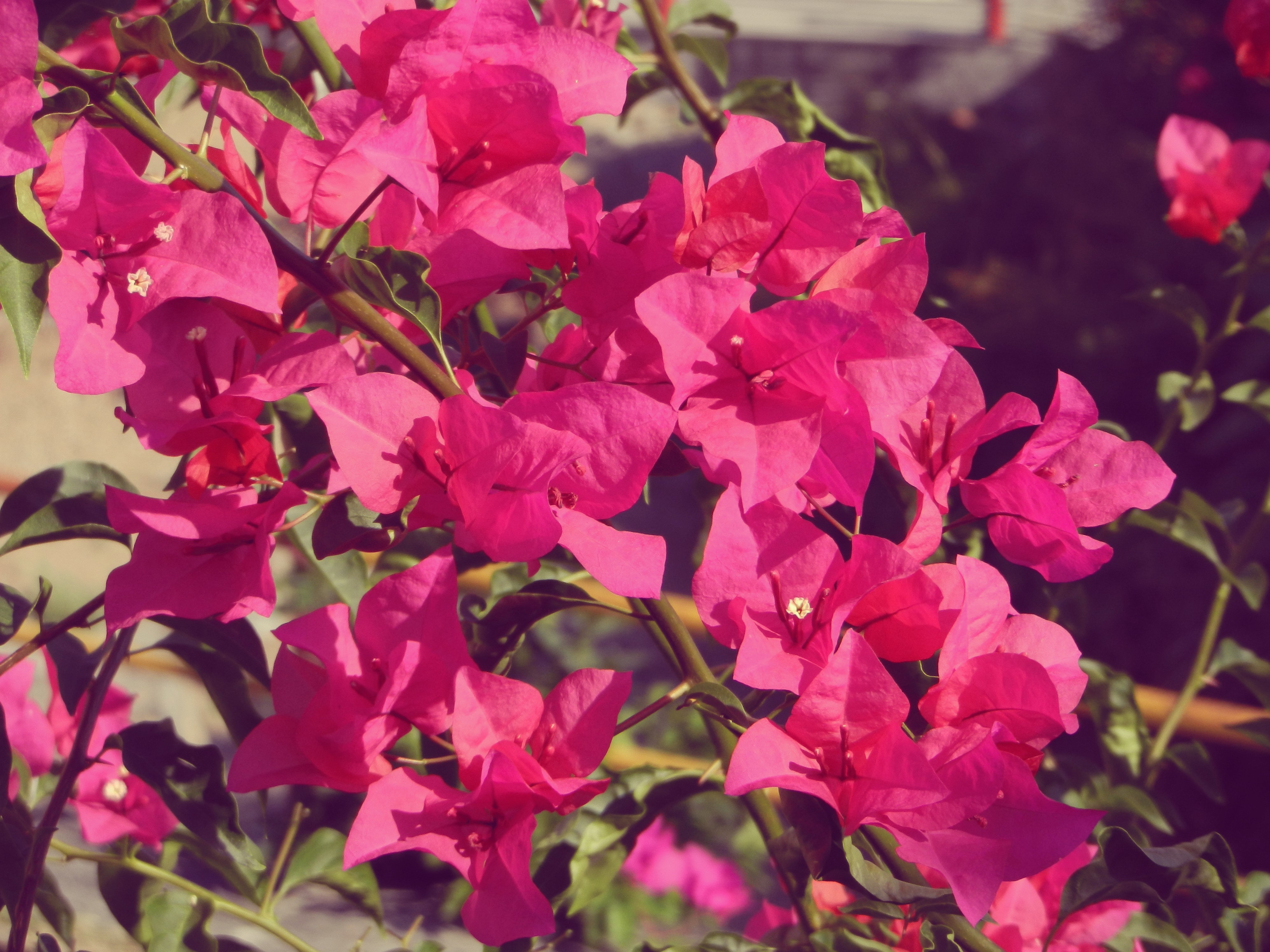 nature, flowers, plants, green, HD Wallpaper