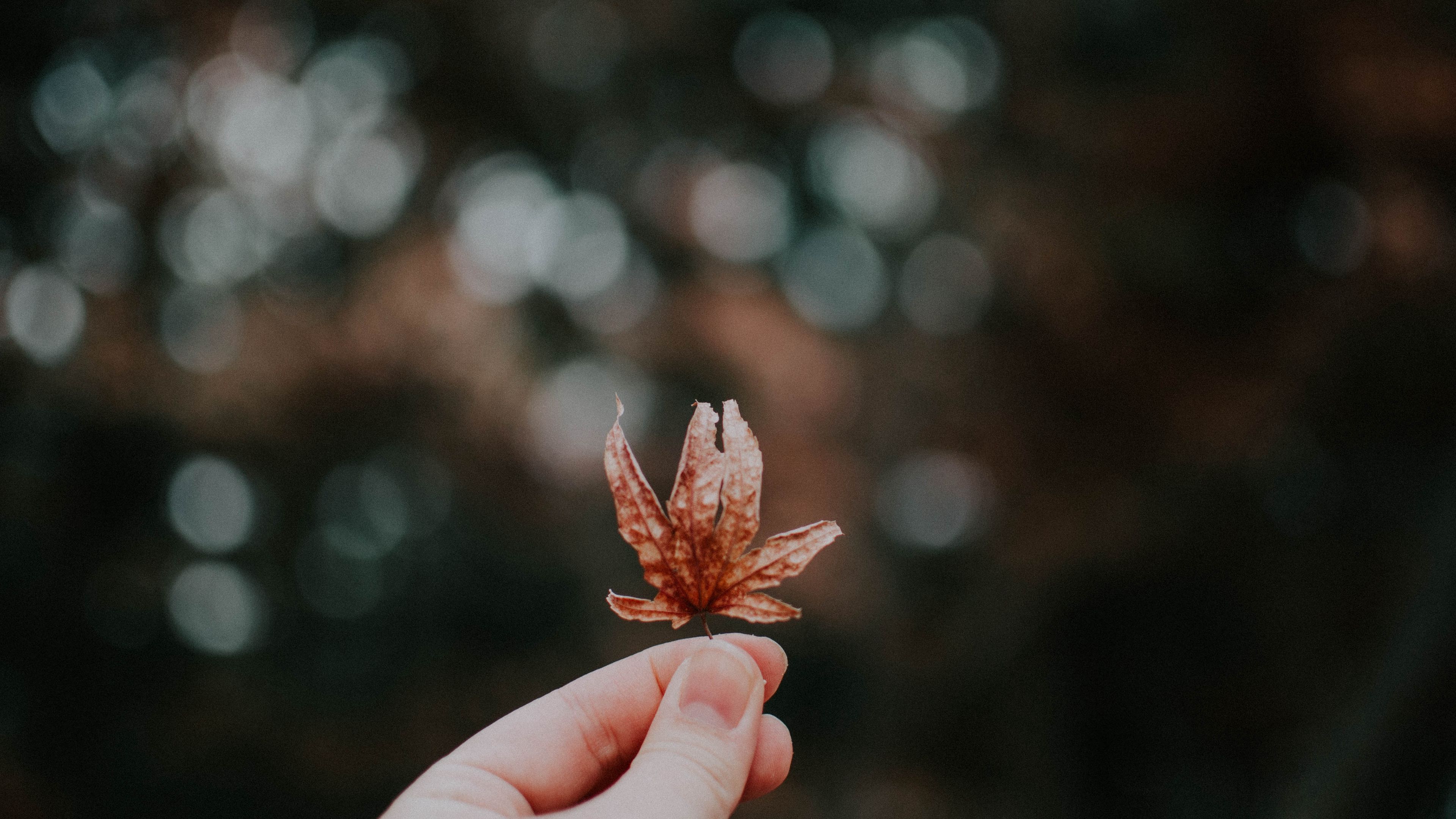 sheet, autumn, hand, blur, bokeh, glare, 4k, HD Wallpaper