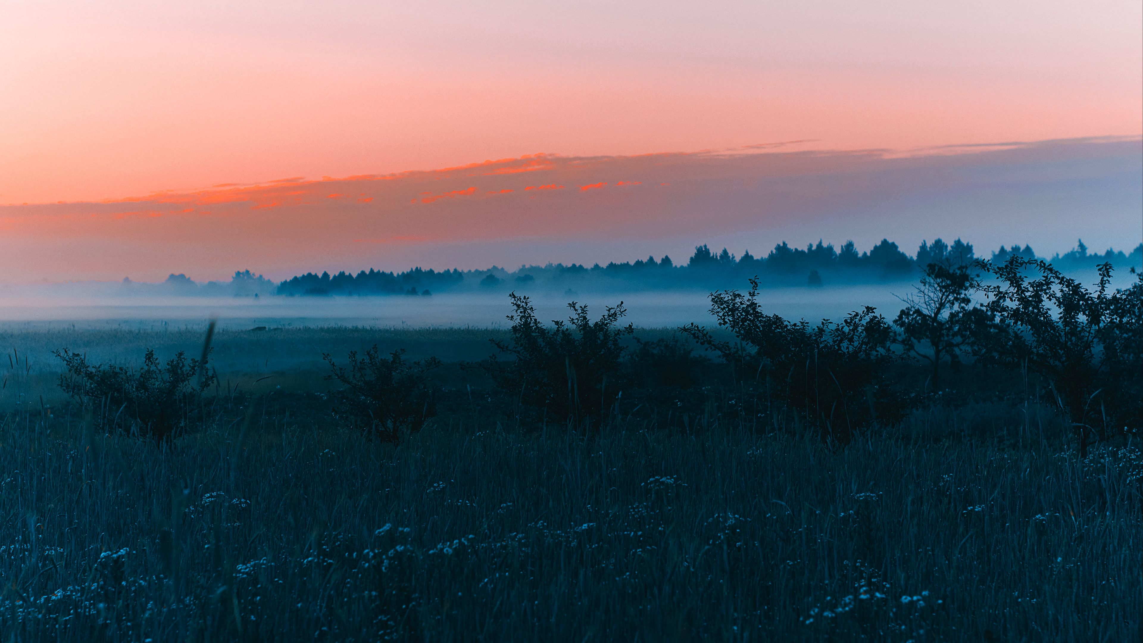 field, fog, dawn, grass, landscape, forest, 4k, HD Wallpaper