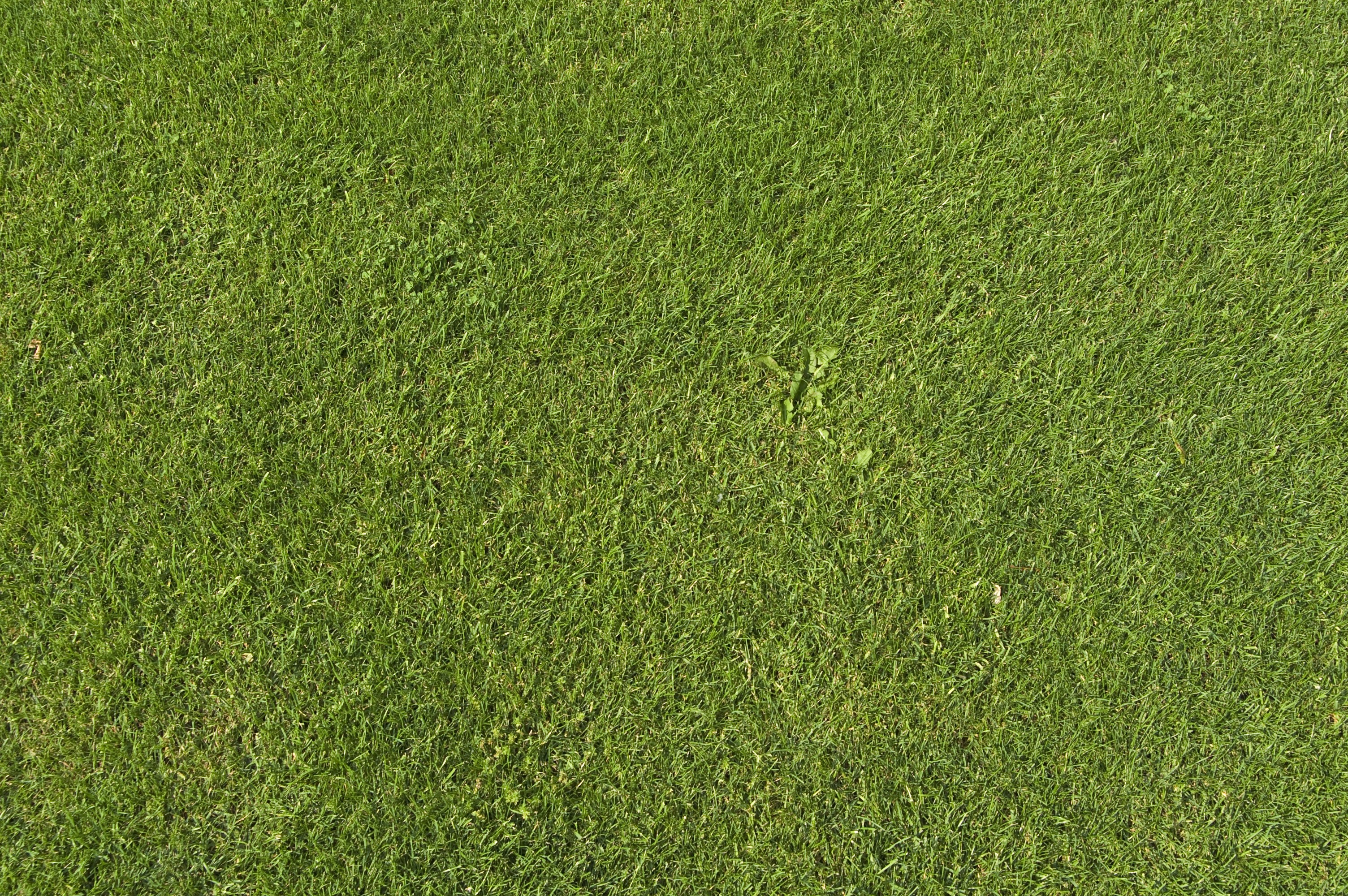 texture, grass, green, simple, HD Wallpaper