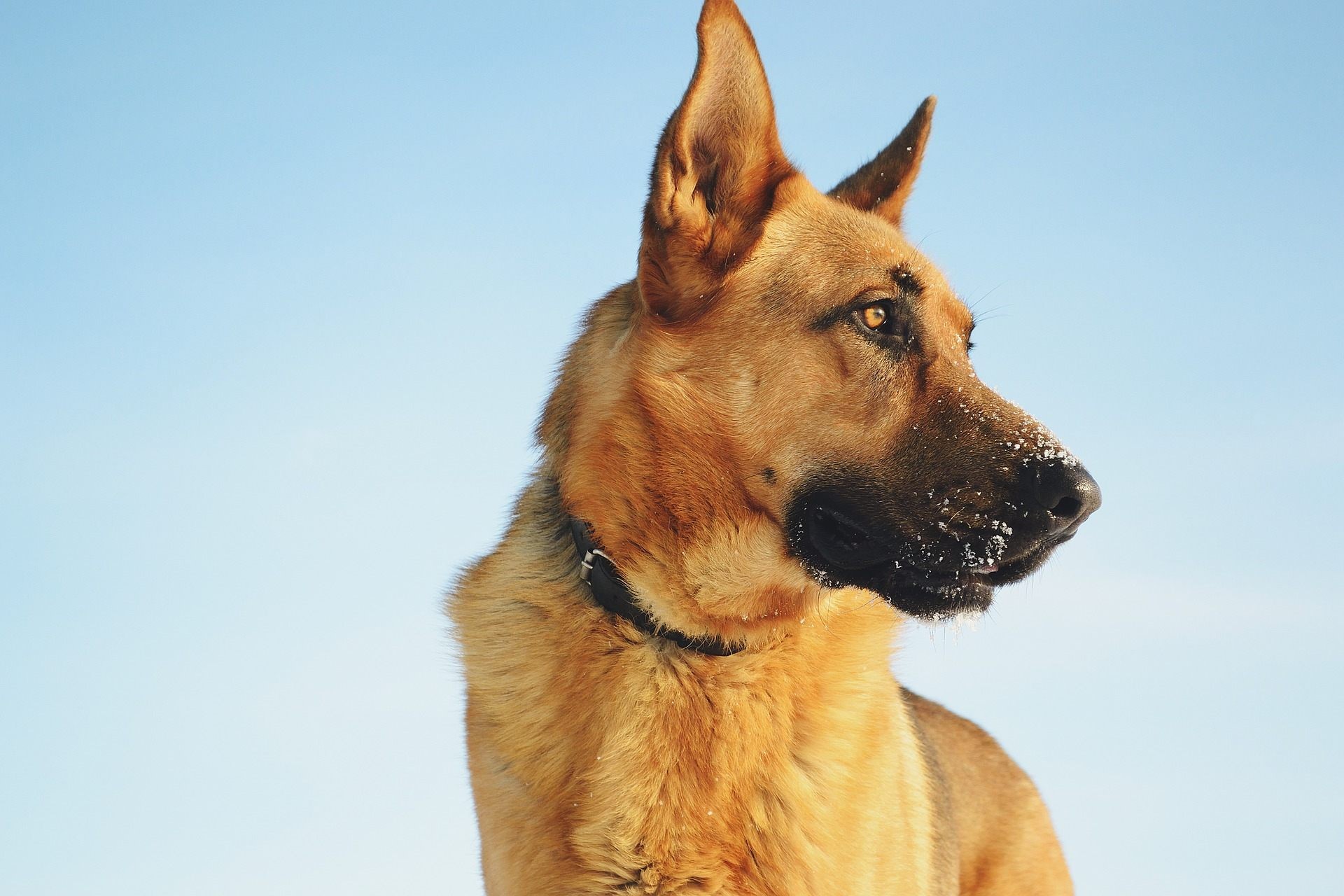 dog, German Shepherd, simple background, blue background, HD Wallpaper