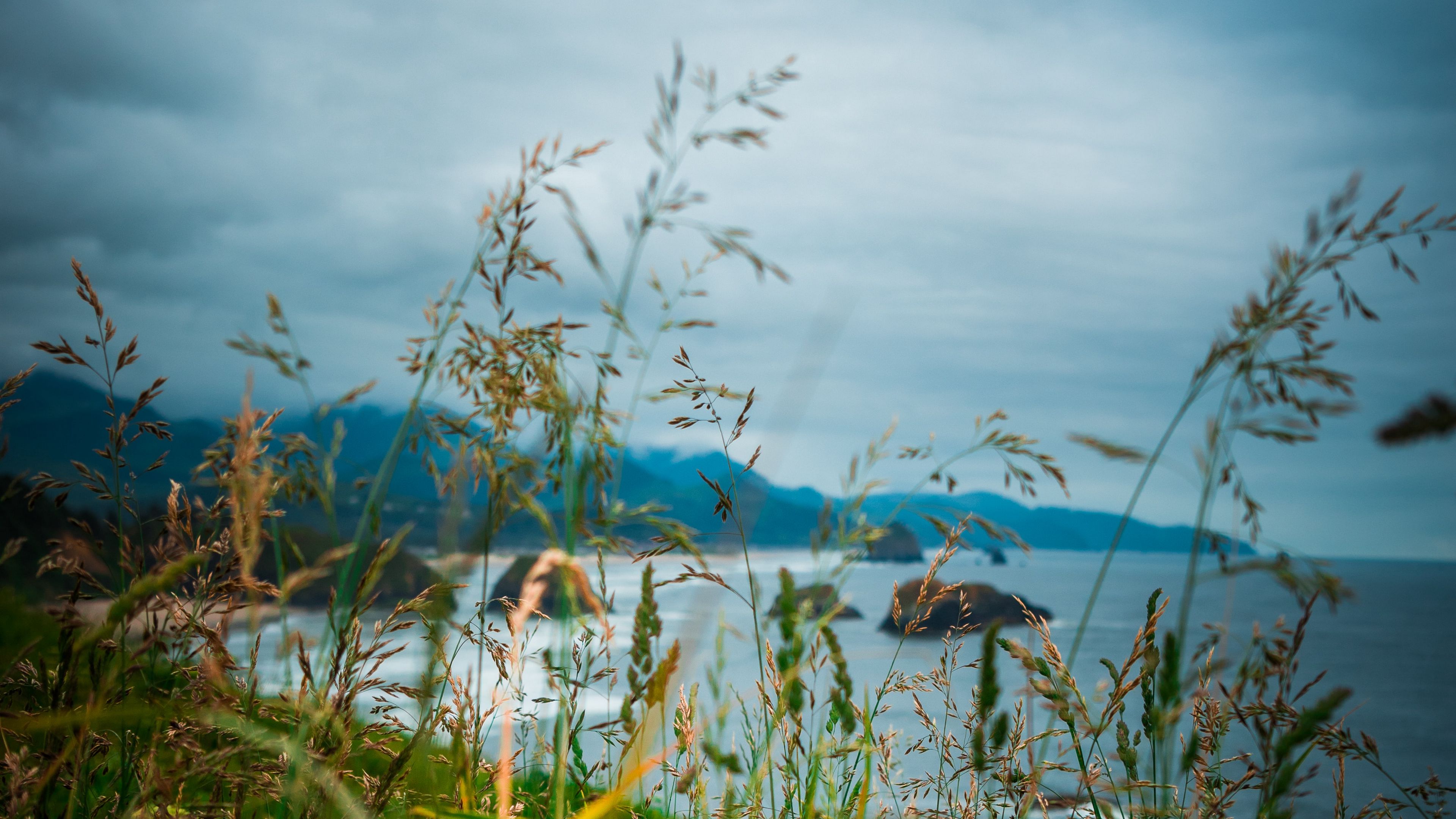ears, grass, mountains, 4k, HD Wallpaper
