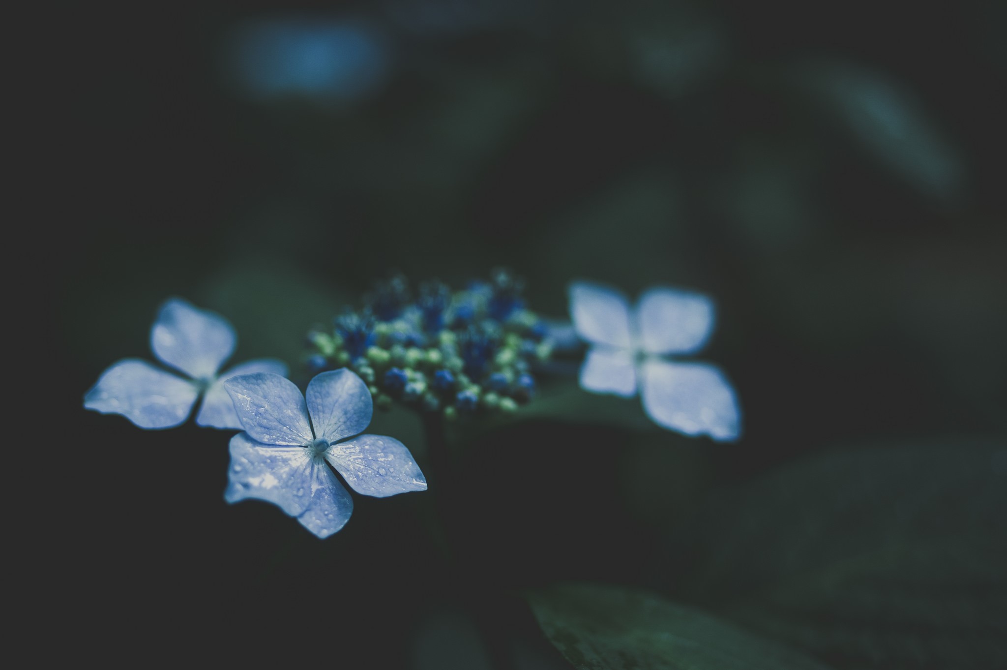 flowers, minimalism, nature, blurred, HD Wallpaper