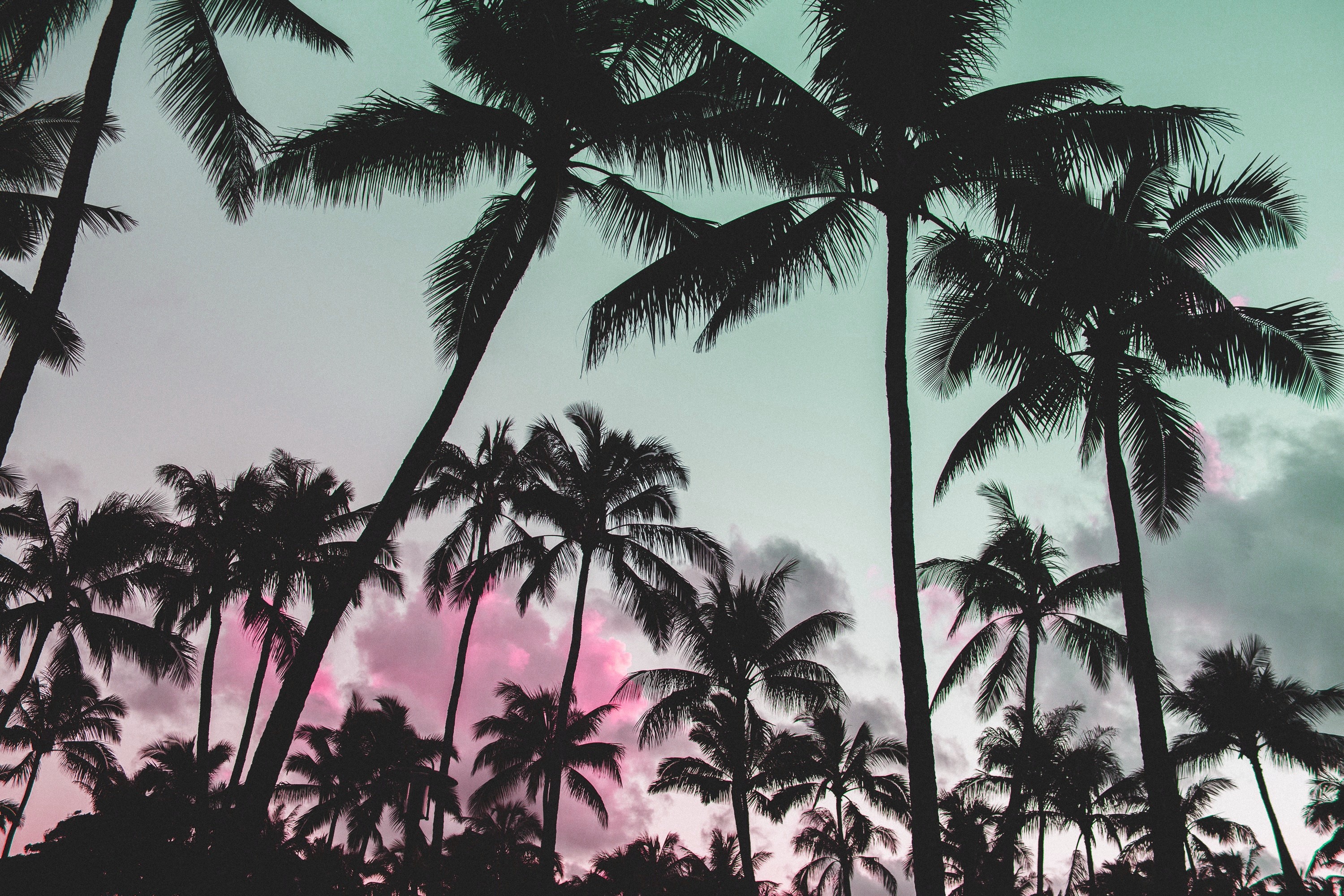 glitch art, nature, vaporwave, palm trees, pink, silhouette, HD Wallpaper