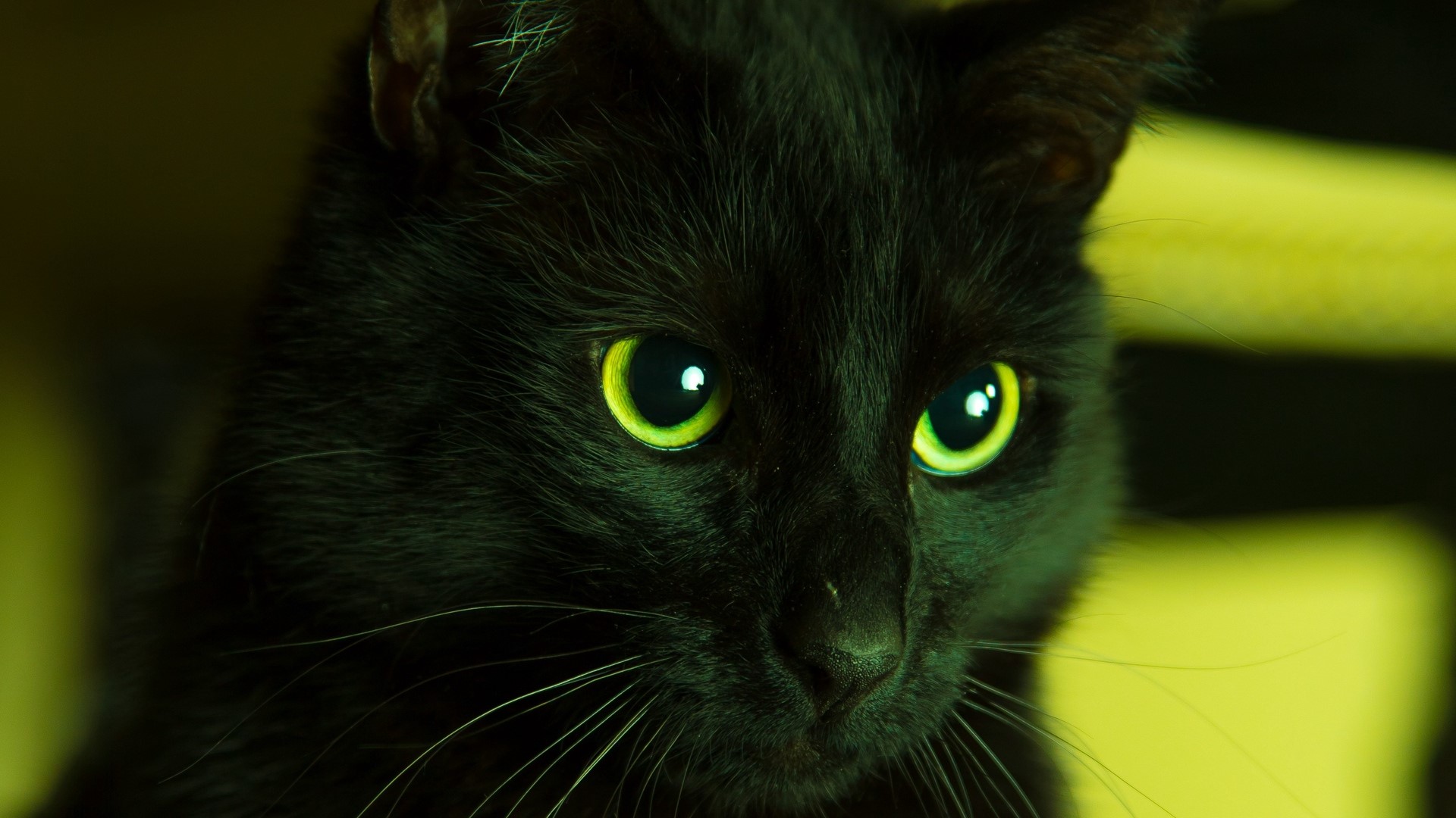 cats, black cats, animals, green, HD Wallpaper