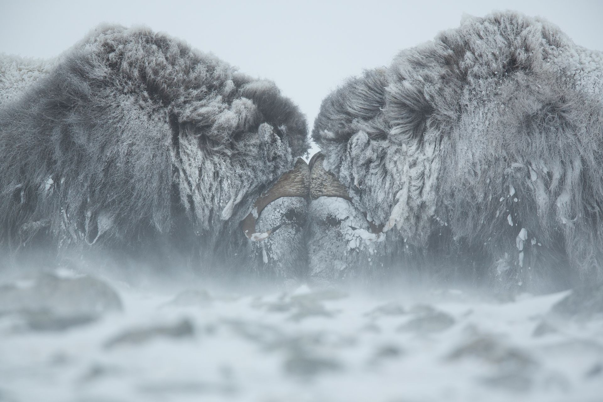 nature, animals, winter, snow, Duel, horns, HD Wallpaper