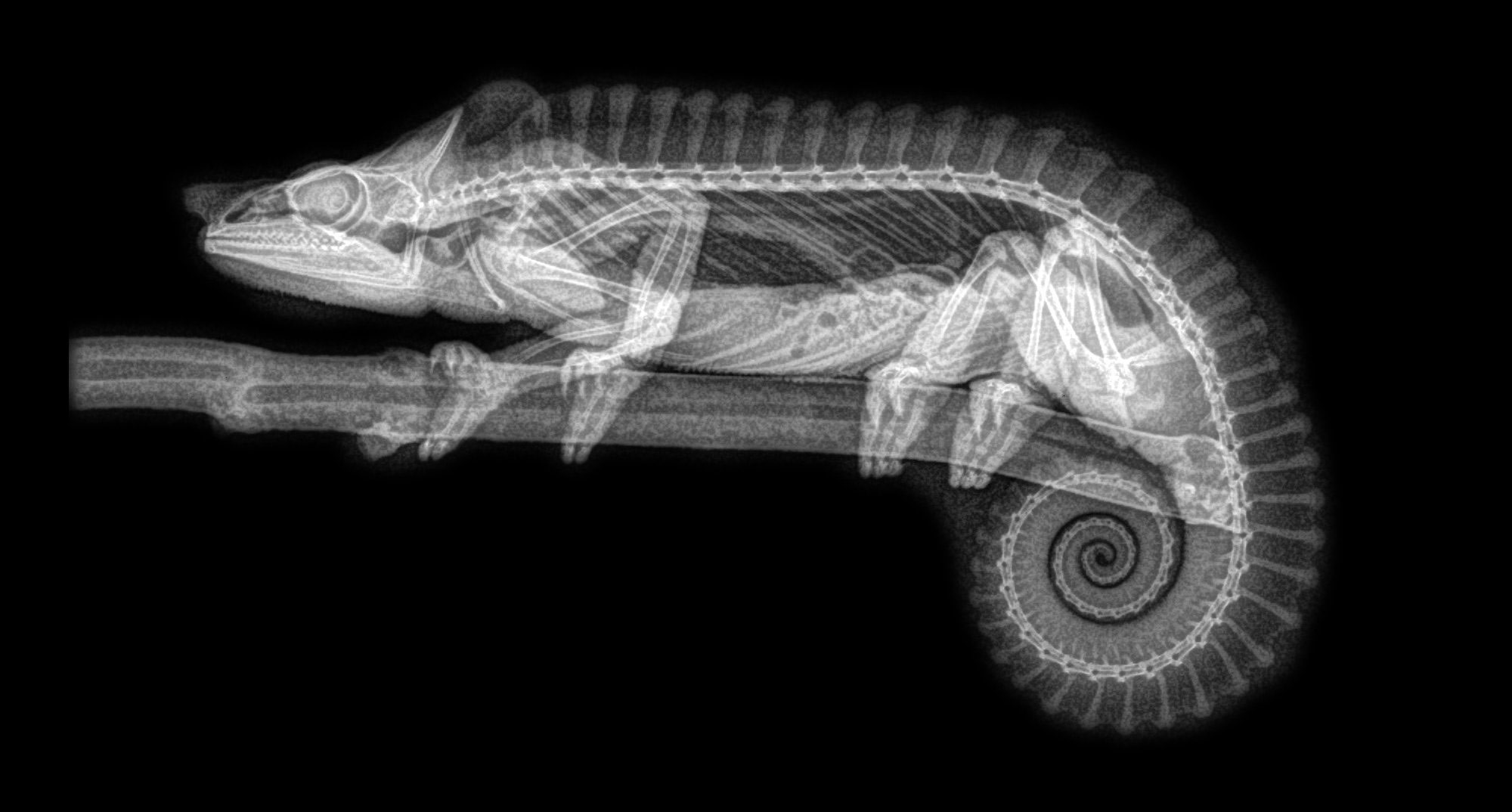 nature, animals, black background, branch, chameleons, x-rays, monochrome, spine, bones, transparency, HD Wallpaper