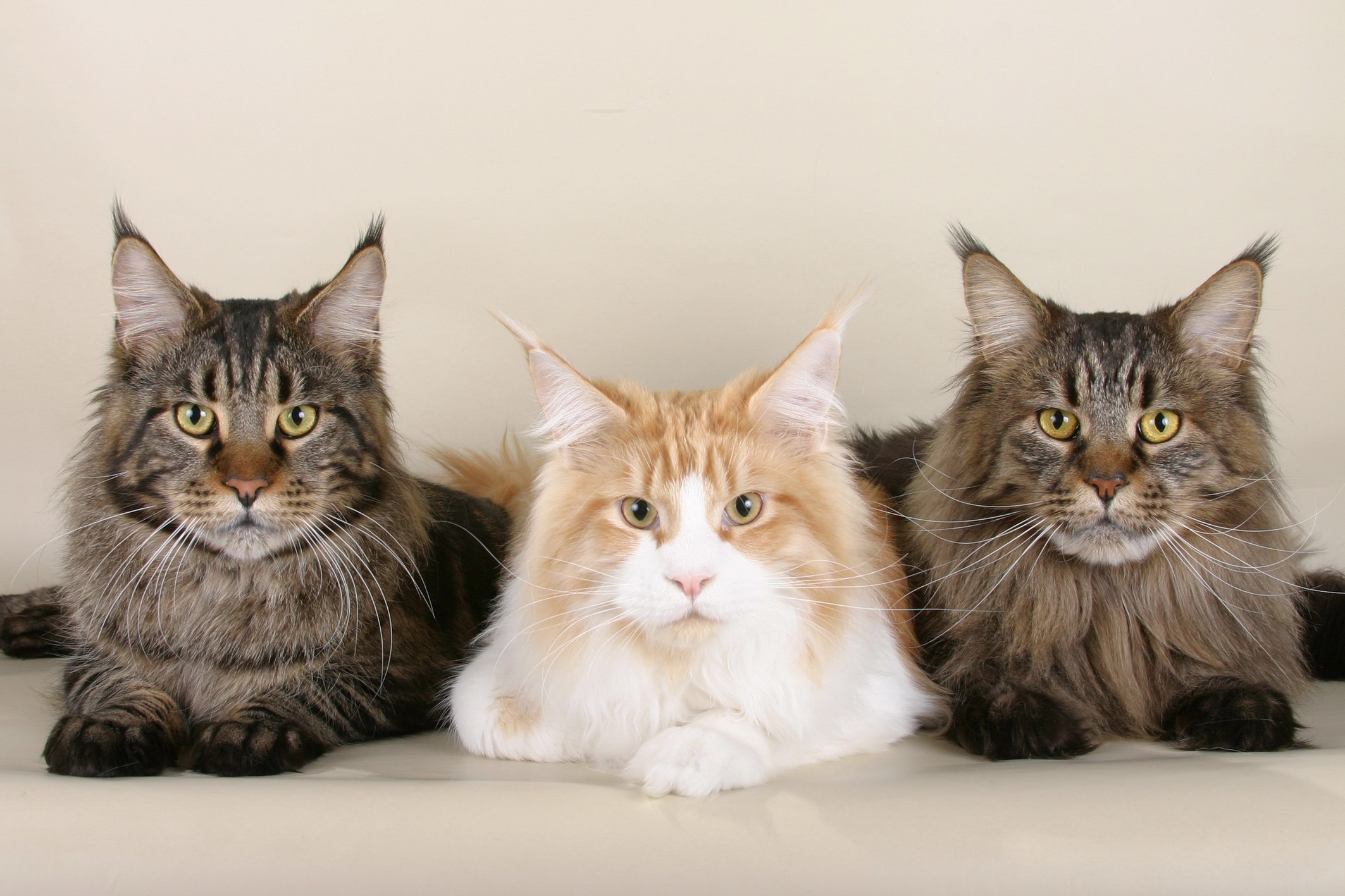 cats, animals, eyes, indoors, Maine Coon, HD Wallpaper