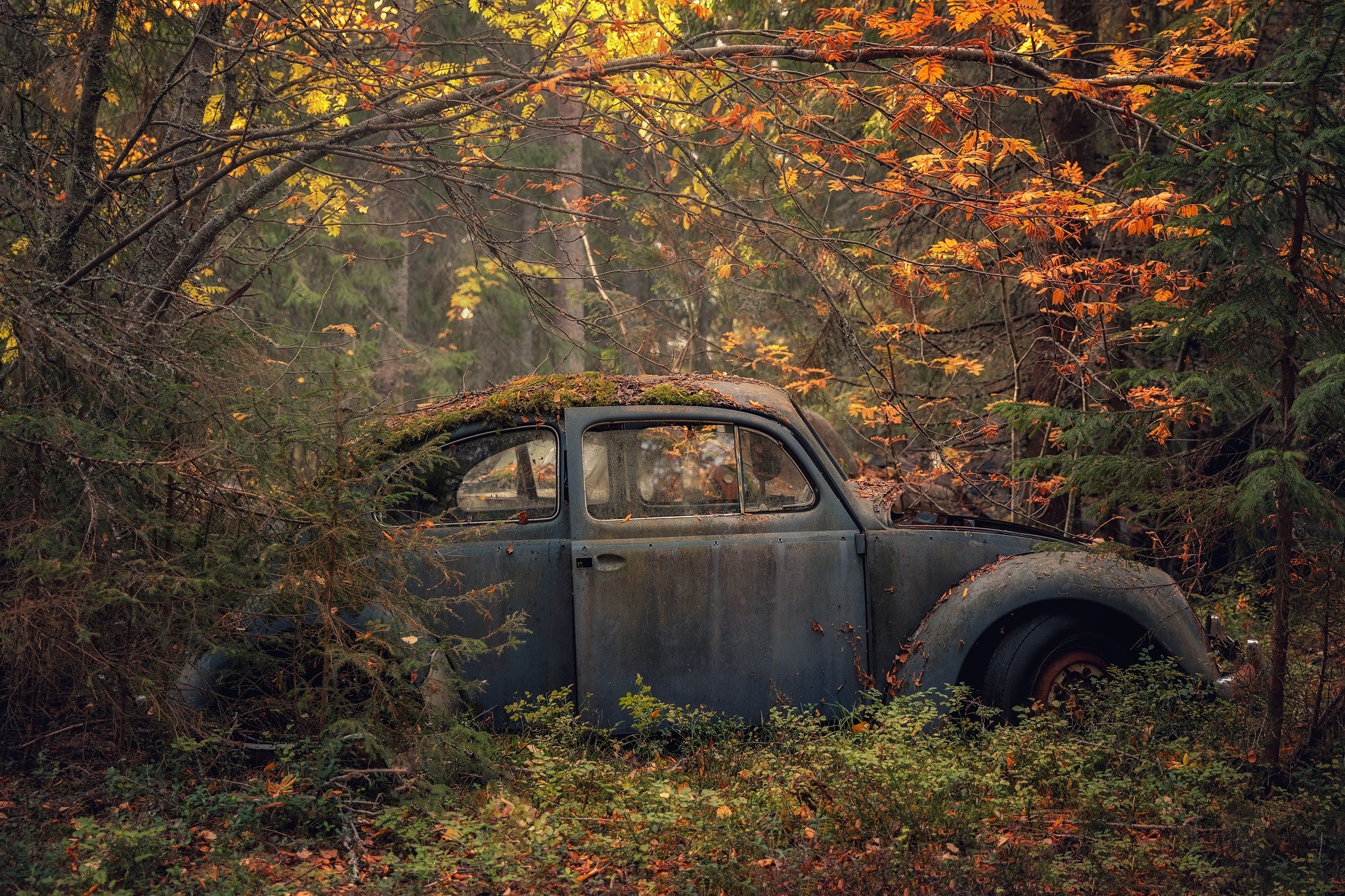 car, wreck, vehicle, fall, forest, HD Wallpaper