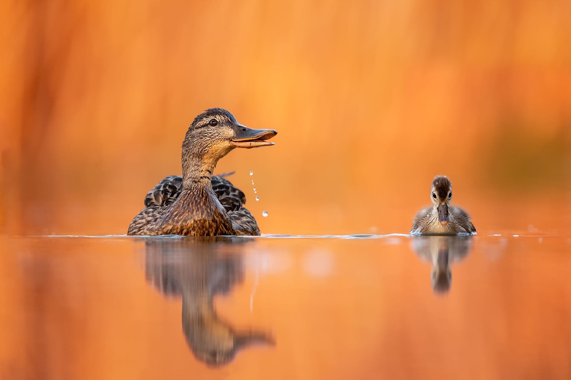 animals, birds, duck, HD Wallpaper