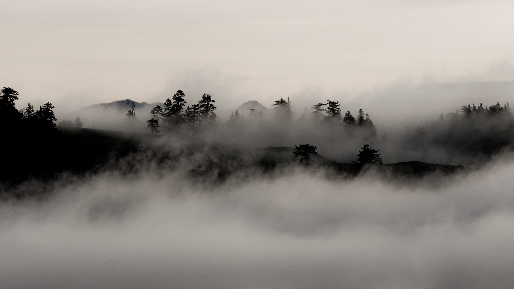 nature, landscape, forest, trees, mist, monochrome, hills, HD Wallpaper