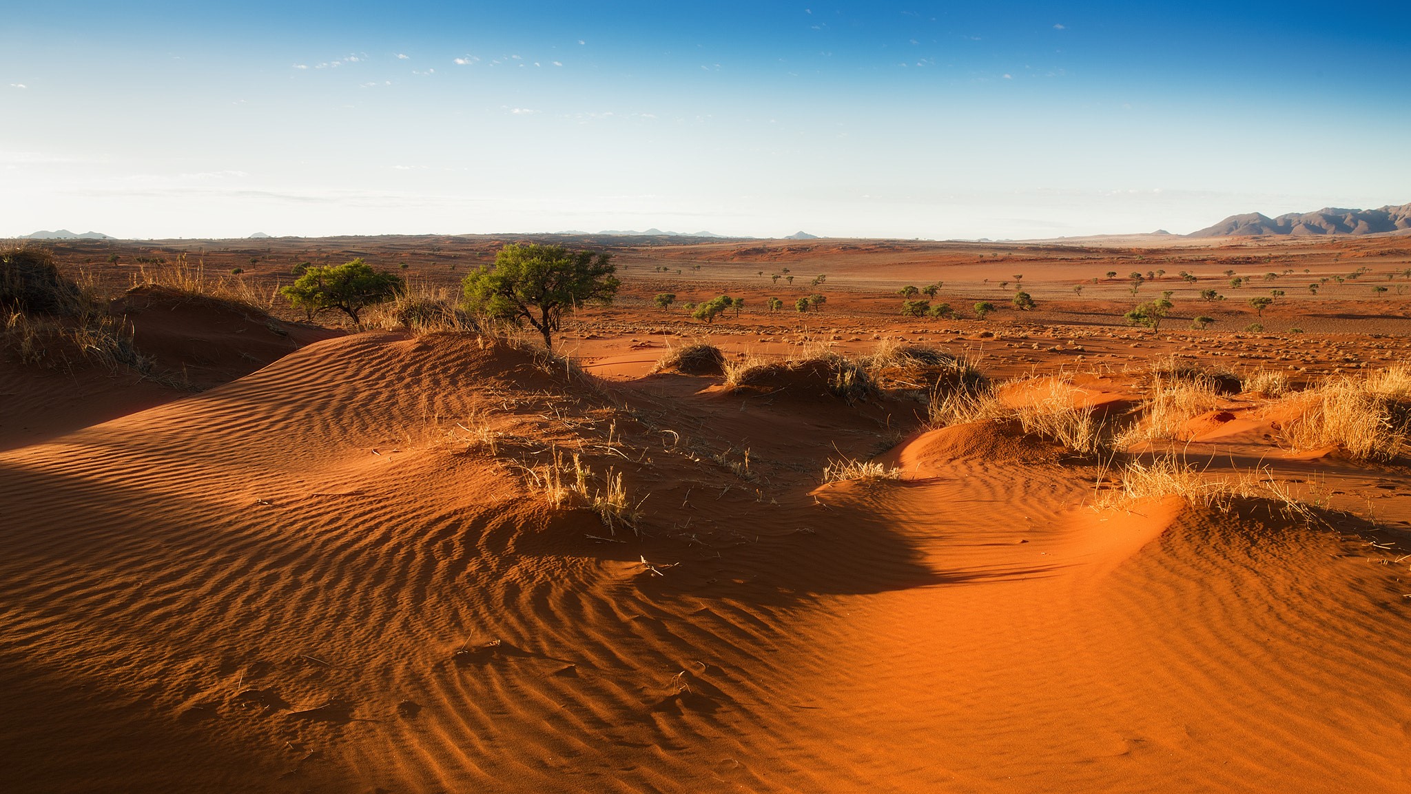 nature, landscape, sand, plants, desert, HD Wallpaper