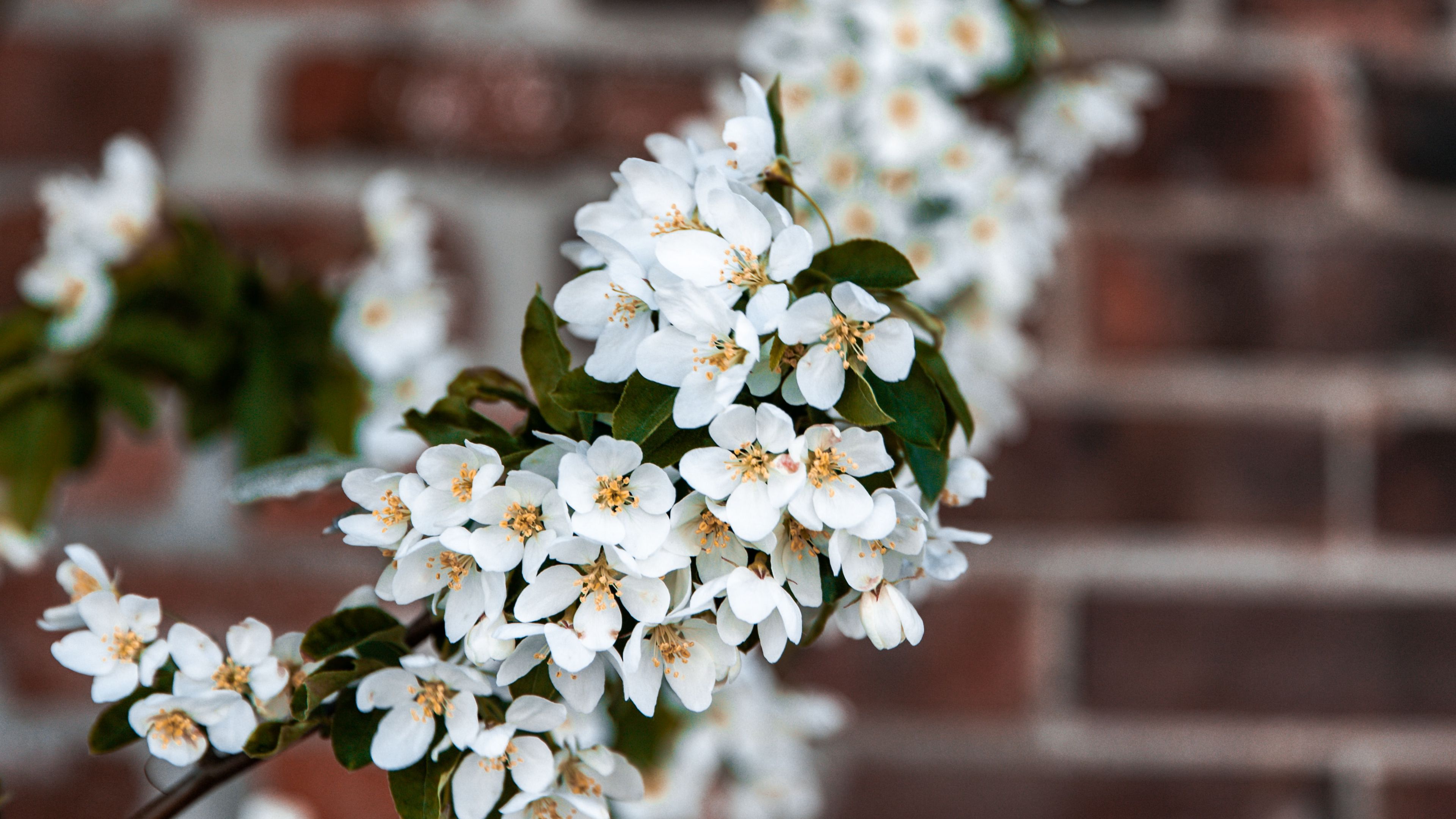 bird cherry, flowers, branch, 4k, HD Wallpaper