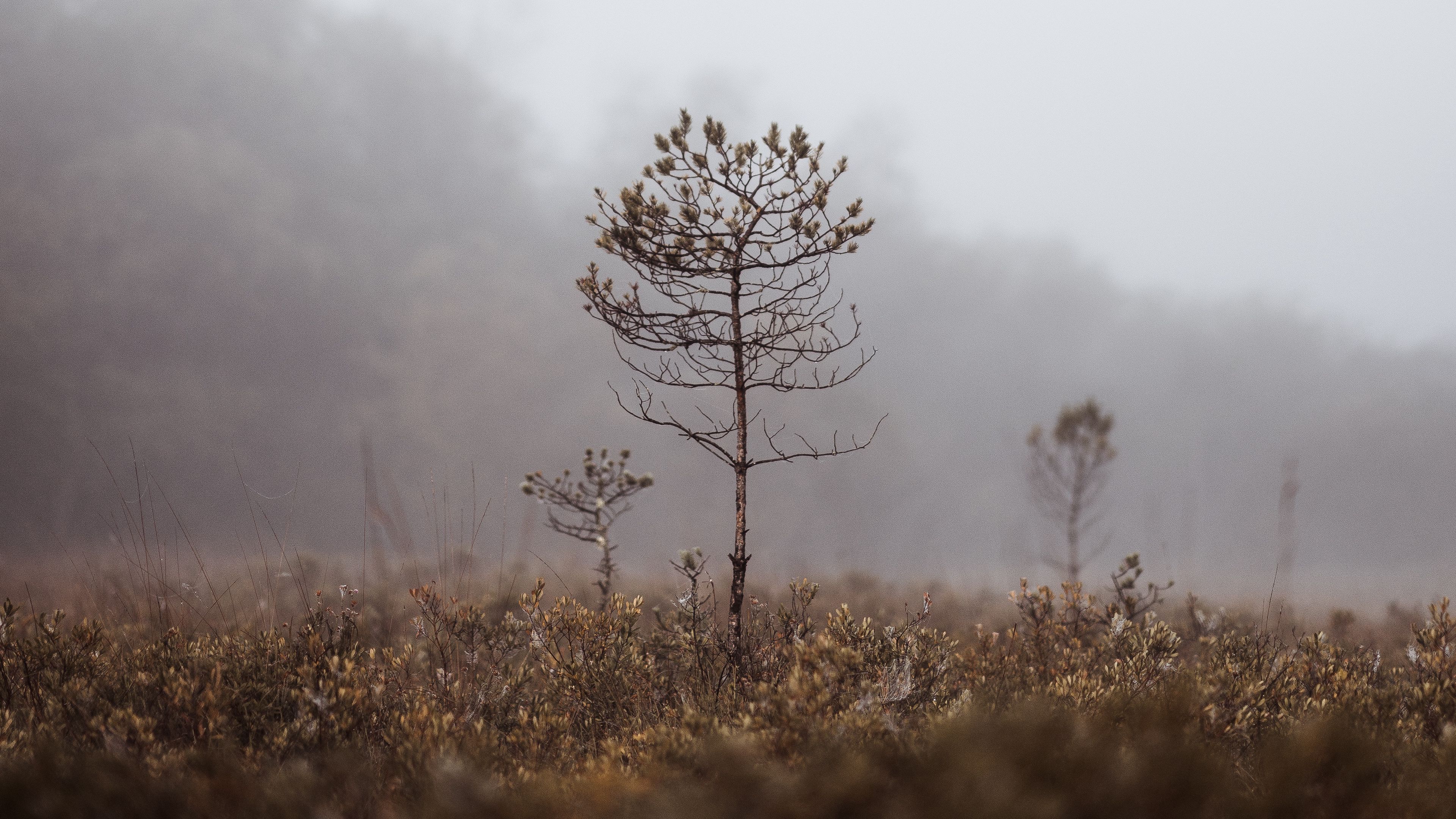 grass, blur, fog, macro, branches, 4k, HD Wallpaper