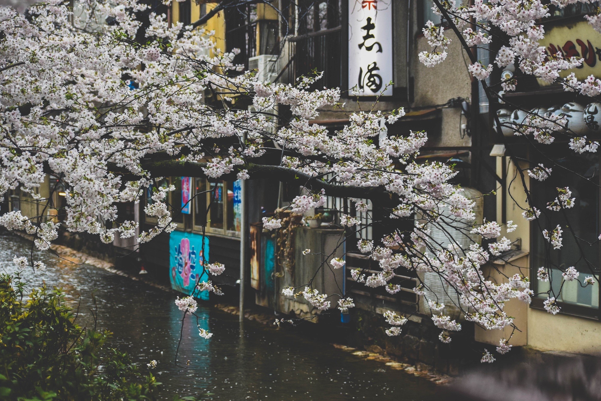 Japan, street, plants, rain, urban, cherry blossom, HD Wallpaper