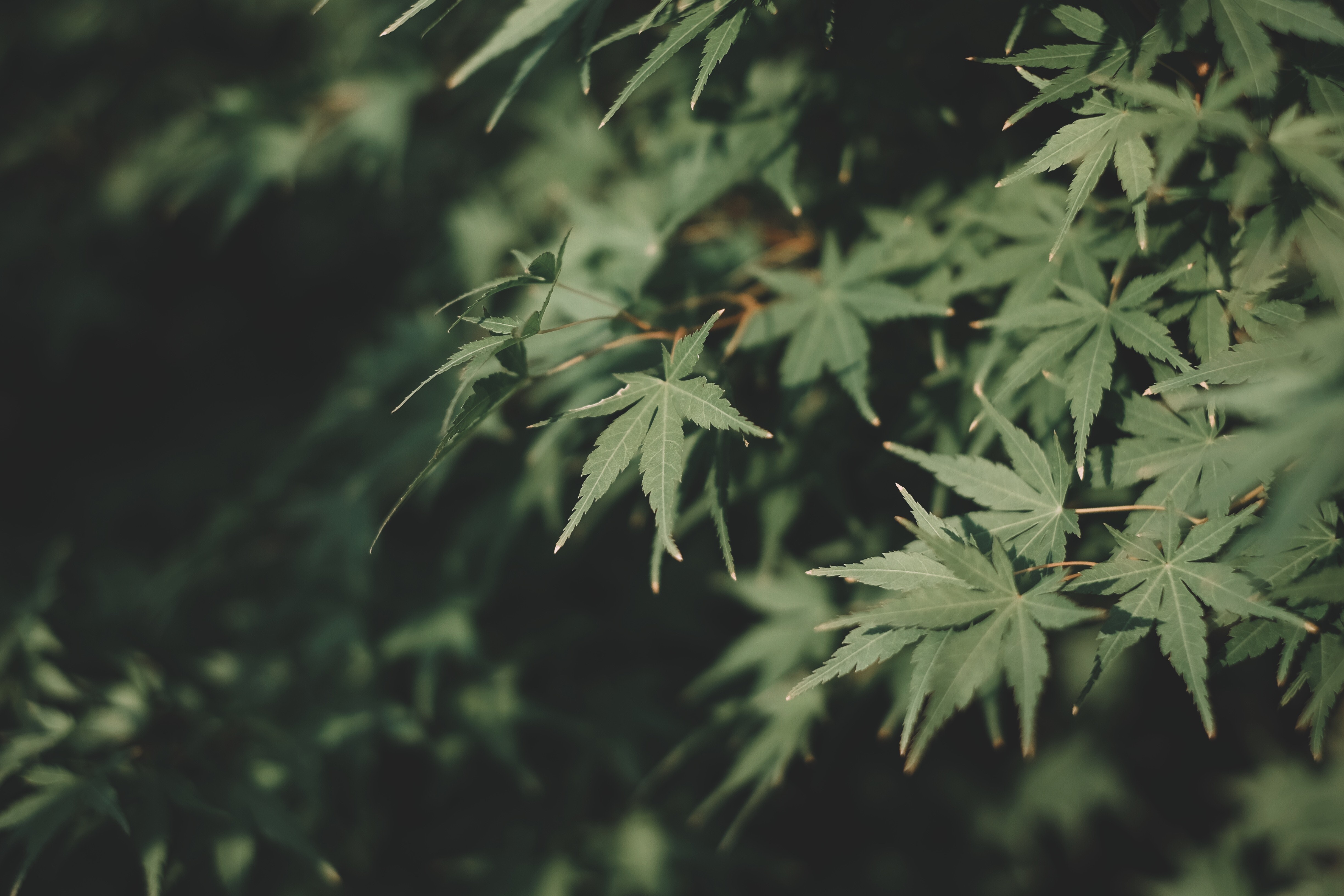 plants, leaves, green, outdoors, HD Wallpaper