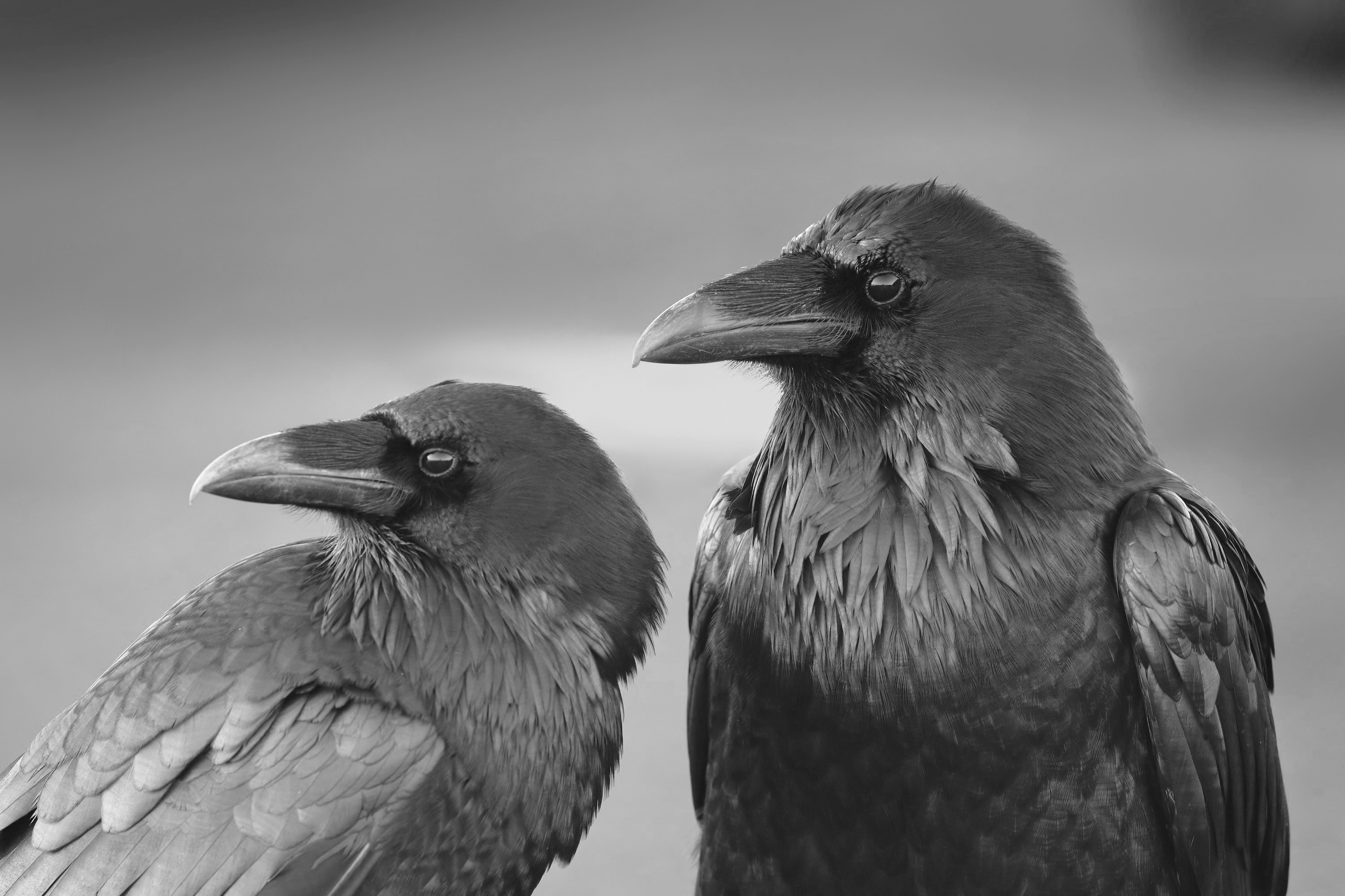 crow, monochrome, birds, animals, simple background, HD Wallpaper