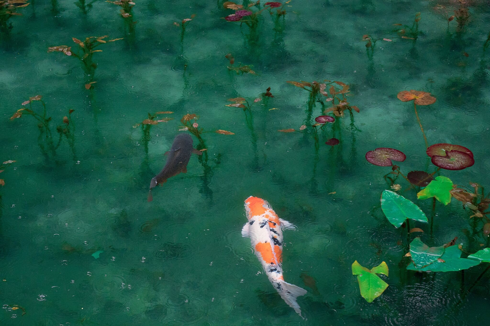 artwork, fish, animals, plants, water, HD Wallpaper